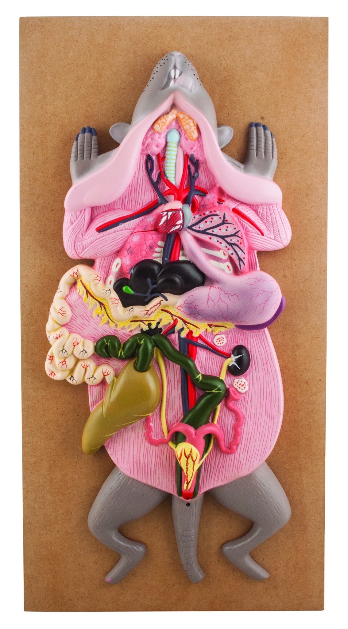 Rat Dissection Anatomical Model