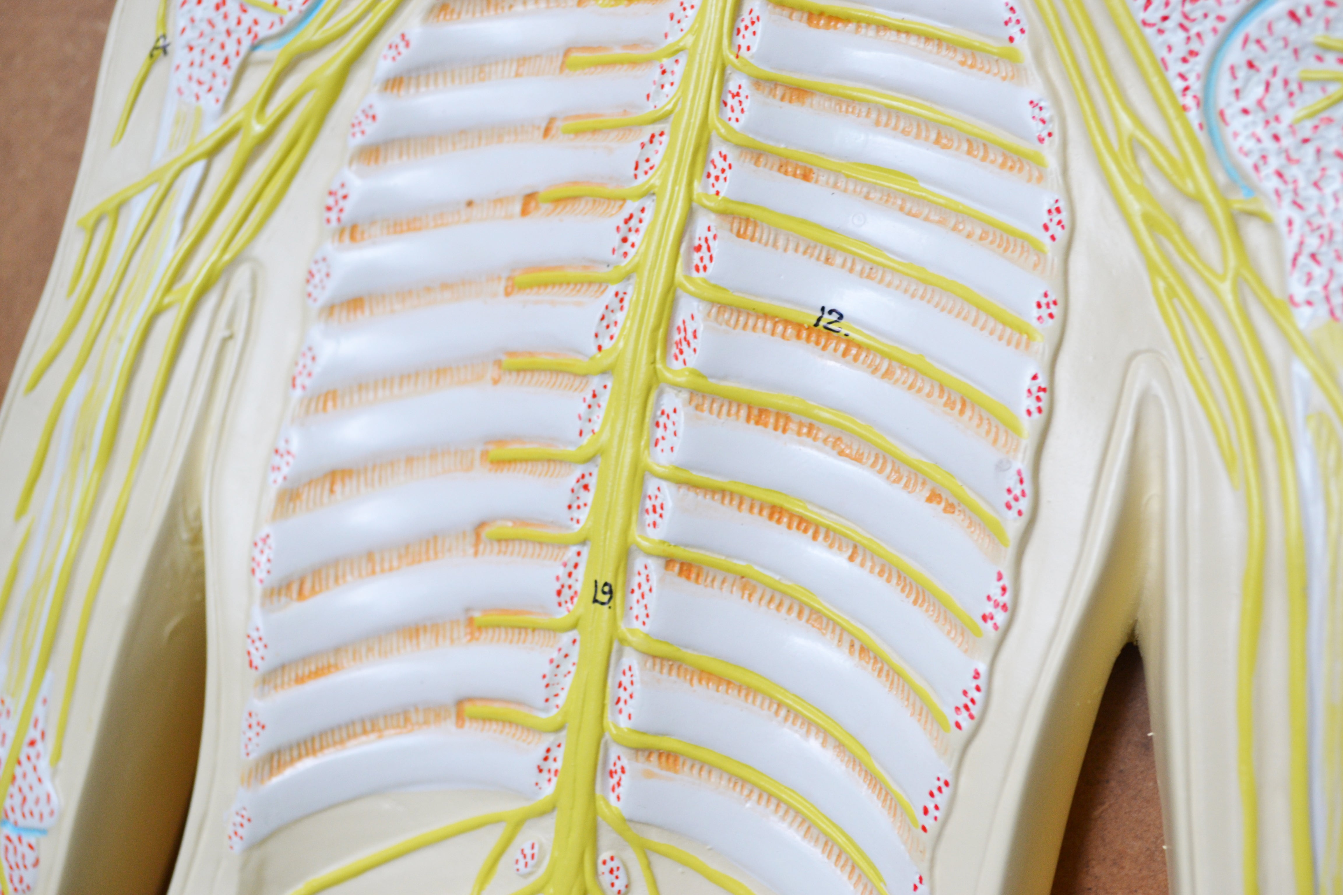 32" Nervous System Model, Mounted