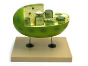 Chloroplast Model with Cut-Away Section, 10 x 6"