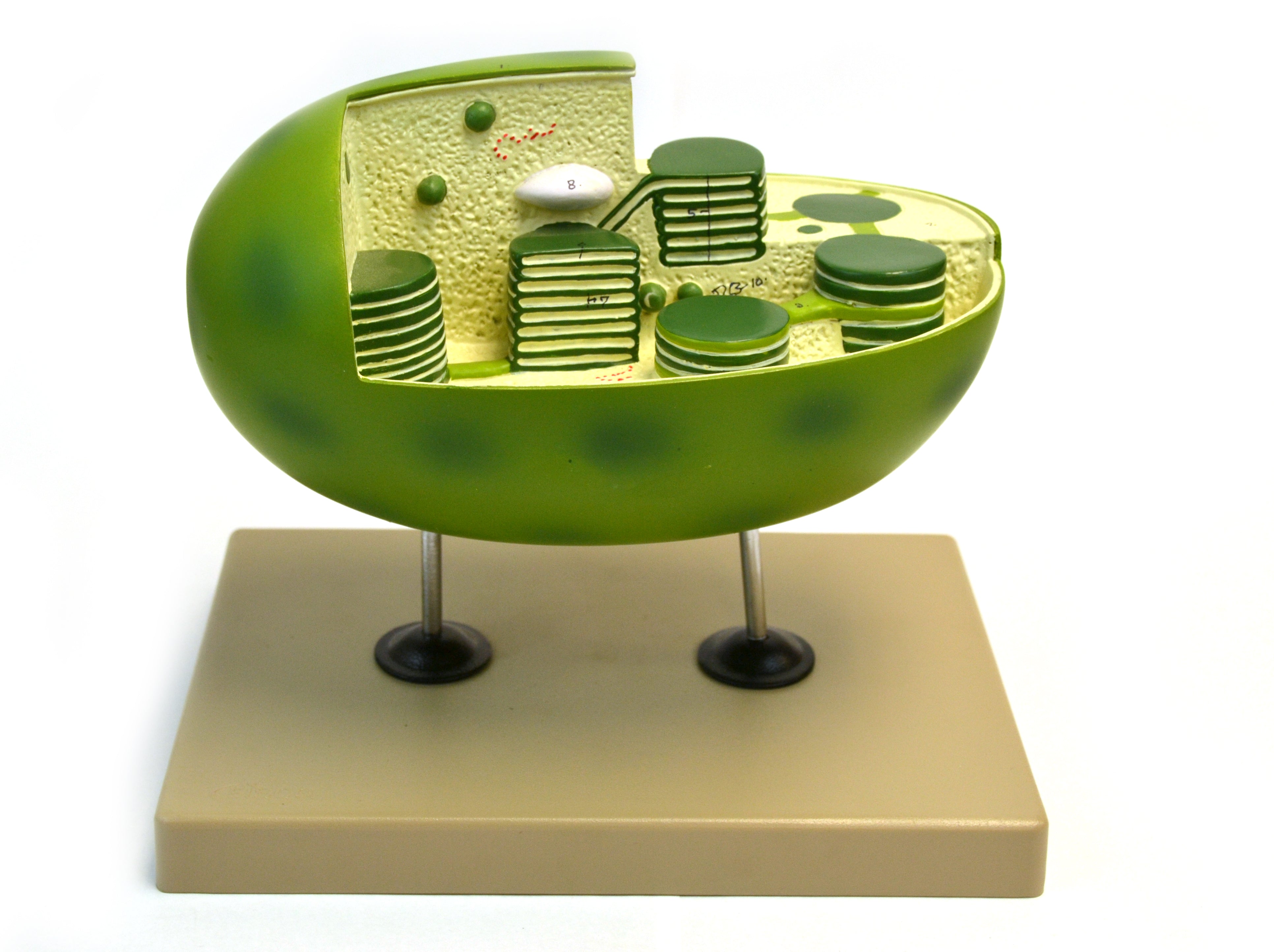 Chloroplast Model with Cut-Away Section, 10 x 6"