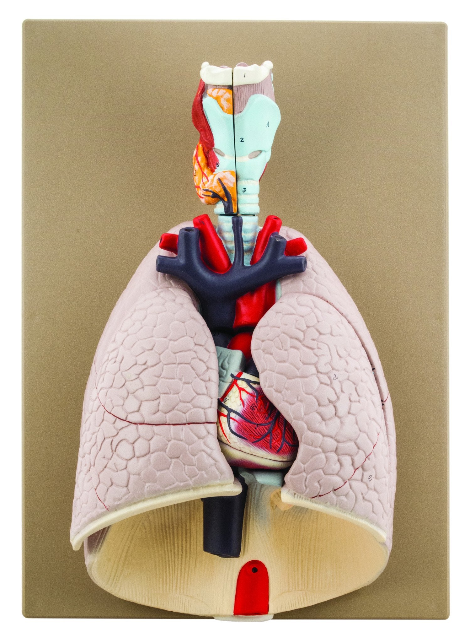 Advanced Life-Size Heart and Lungs Model, Hand-Painted, 7-Part