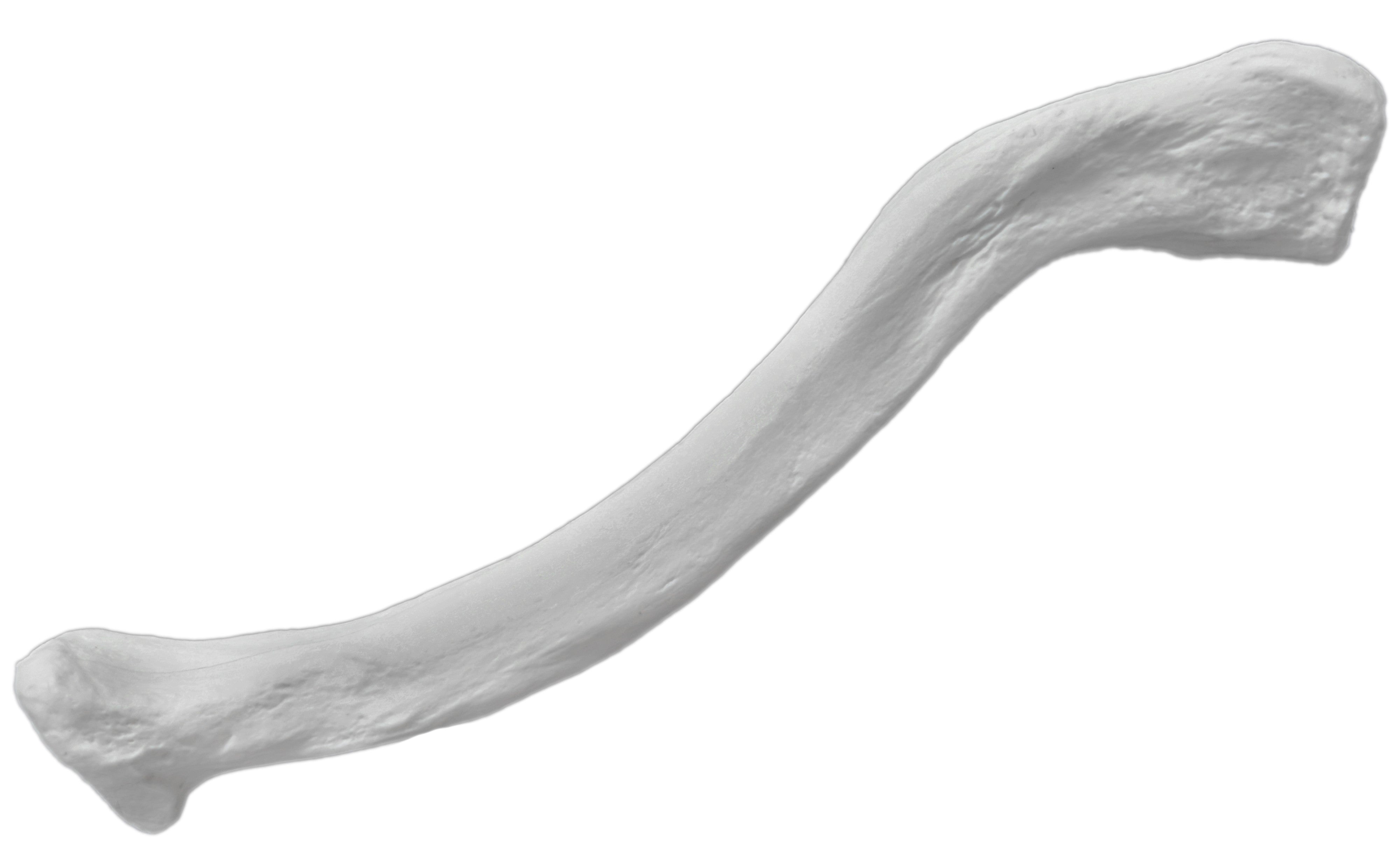 Right Clavicle Bone Model