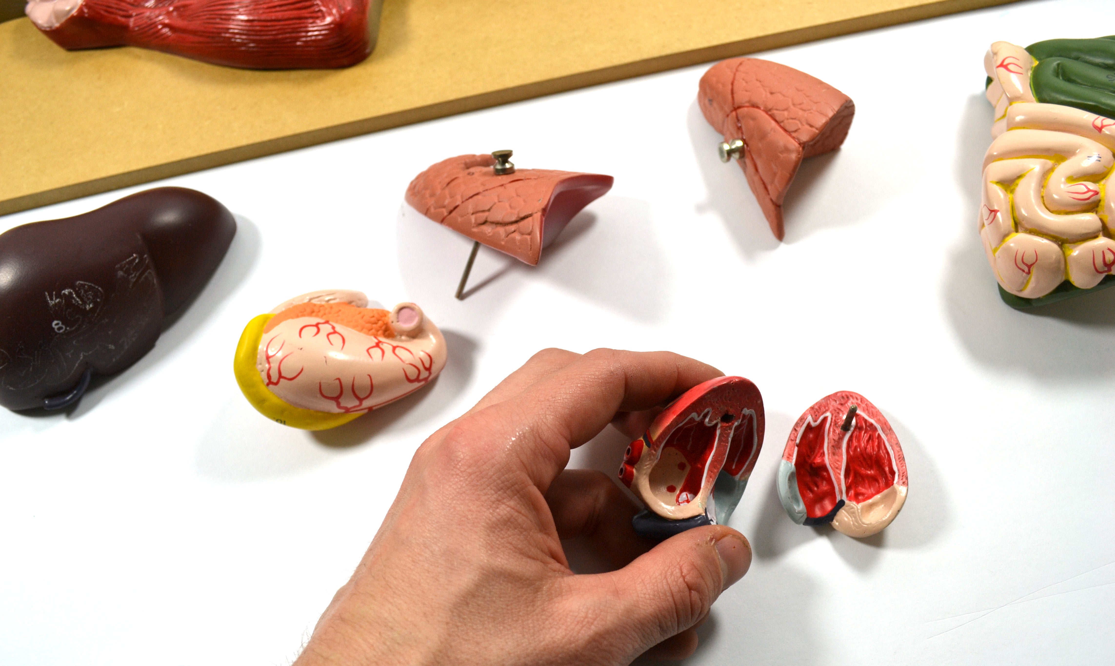 Premium Pig Dissection Anatomical Model