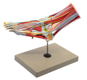 Left Foot and Ankle Muscle and Ligaments Model, Life Size, 8-Part with Mount