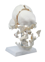 Beauchene Exploded Skull Model, Life Size, 13-Part on Articulated Stand