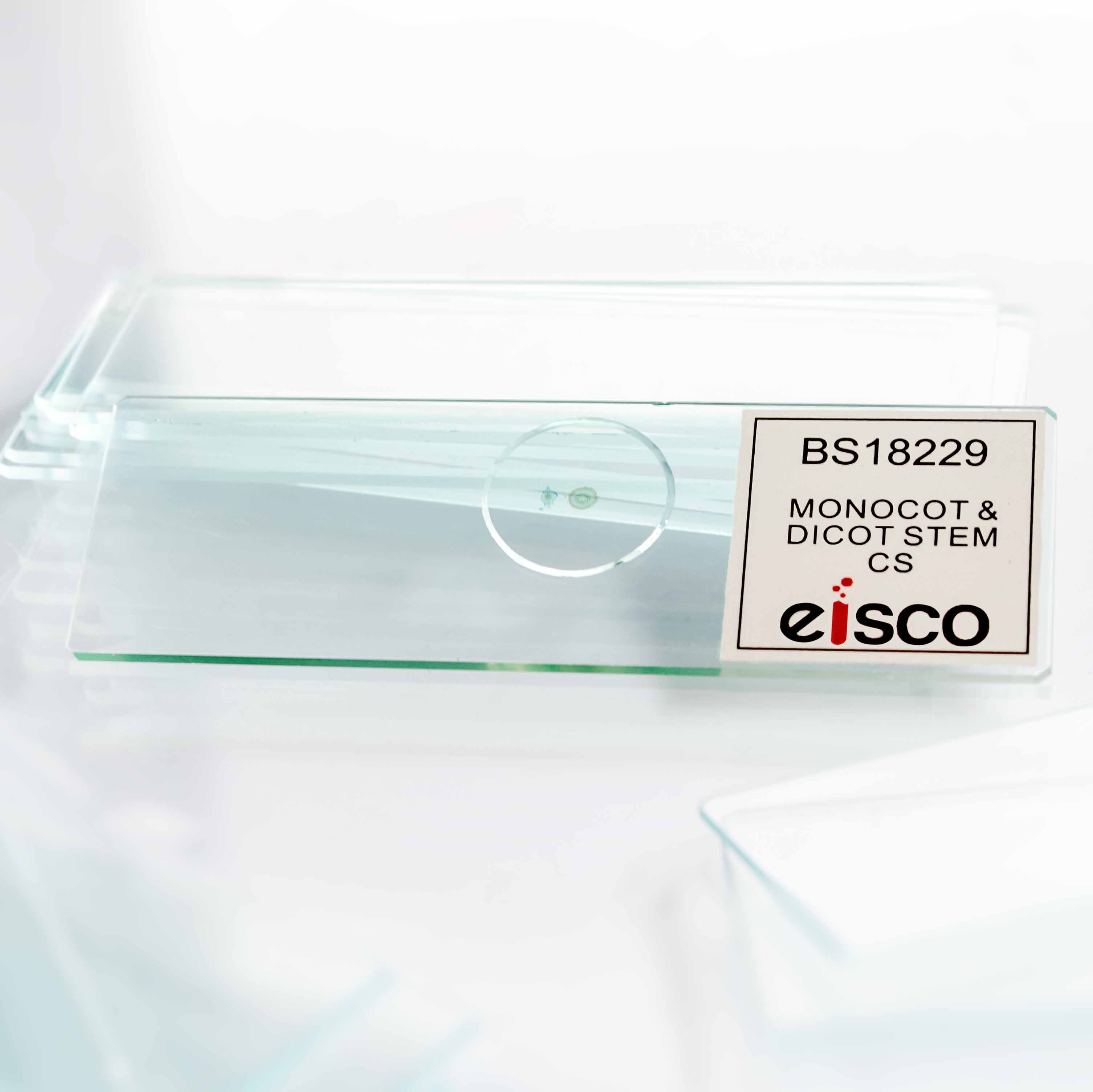 Monocot and Dicot Root Comparison Prepared Microscope Slide