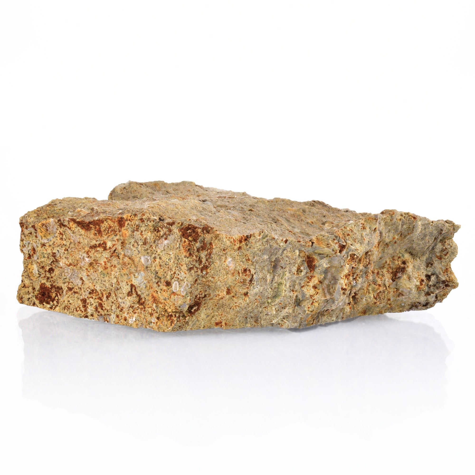 Raw Fossiliferous Limestone Sedimentary Rock Hand Sample, Approx 3 inch