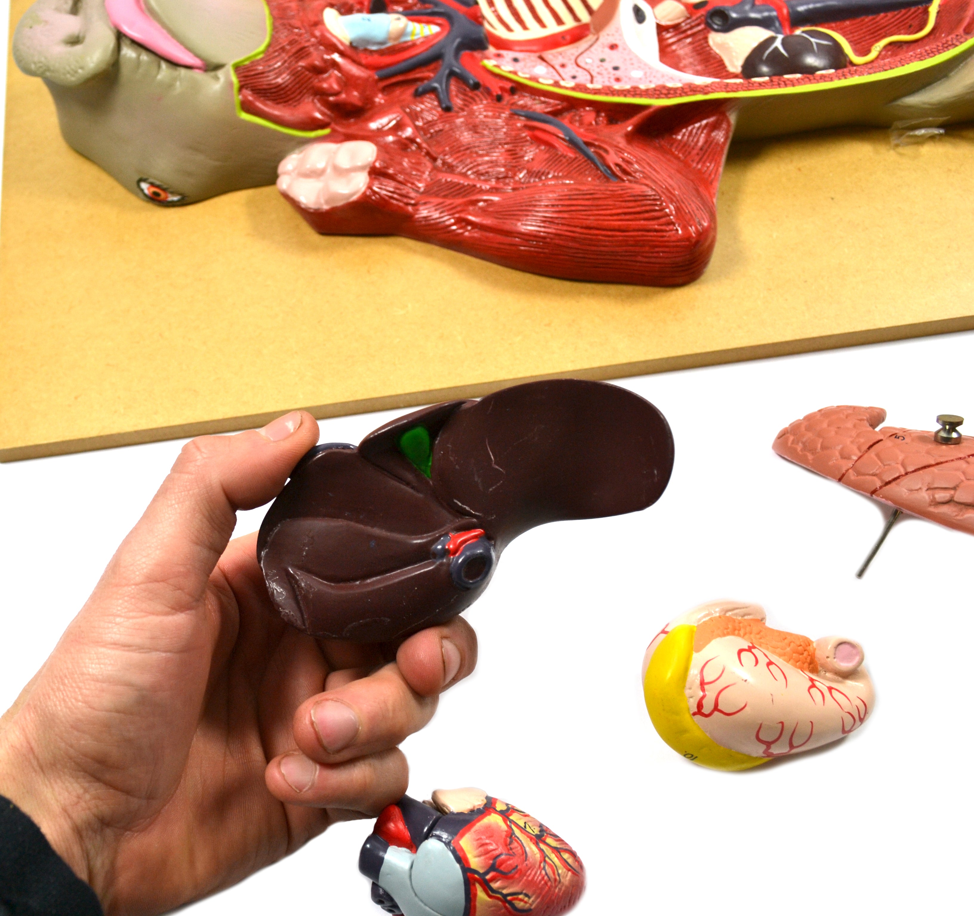 Premium Pig Dissection Anatomical Model