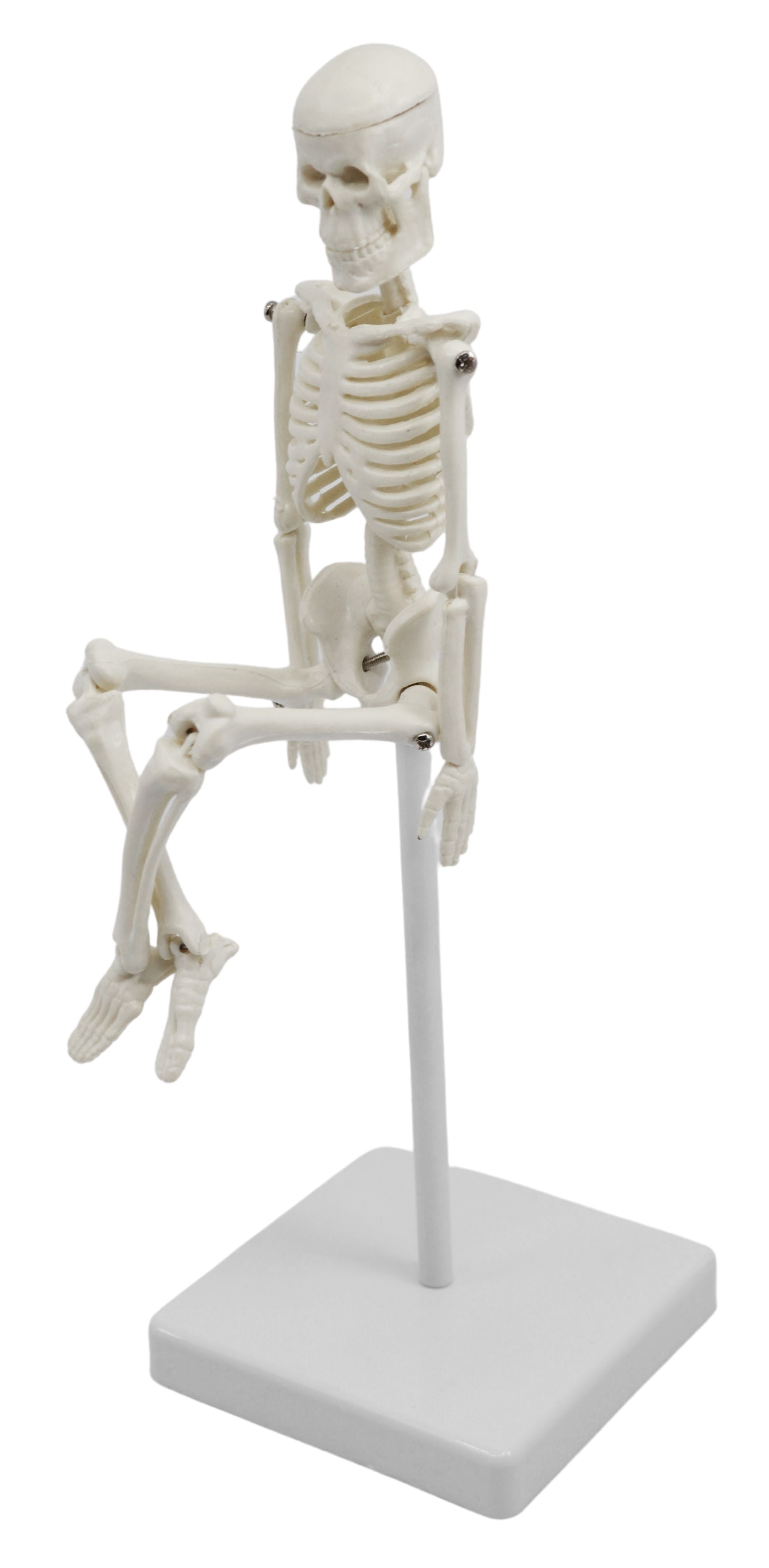 Miniature Articulated Human Skeleton, 8" with Stand