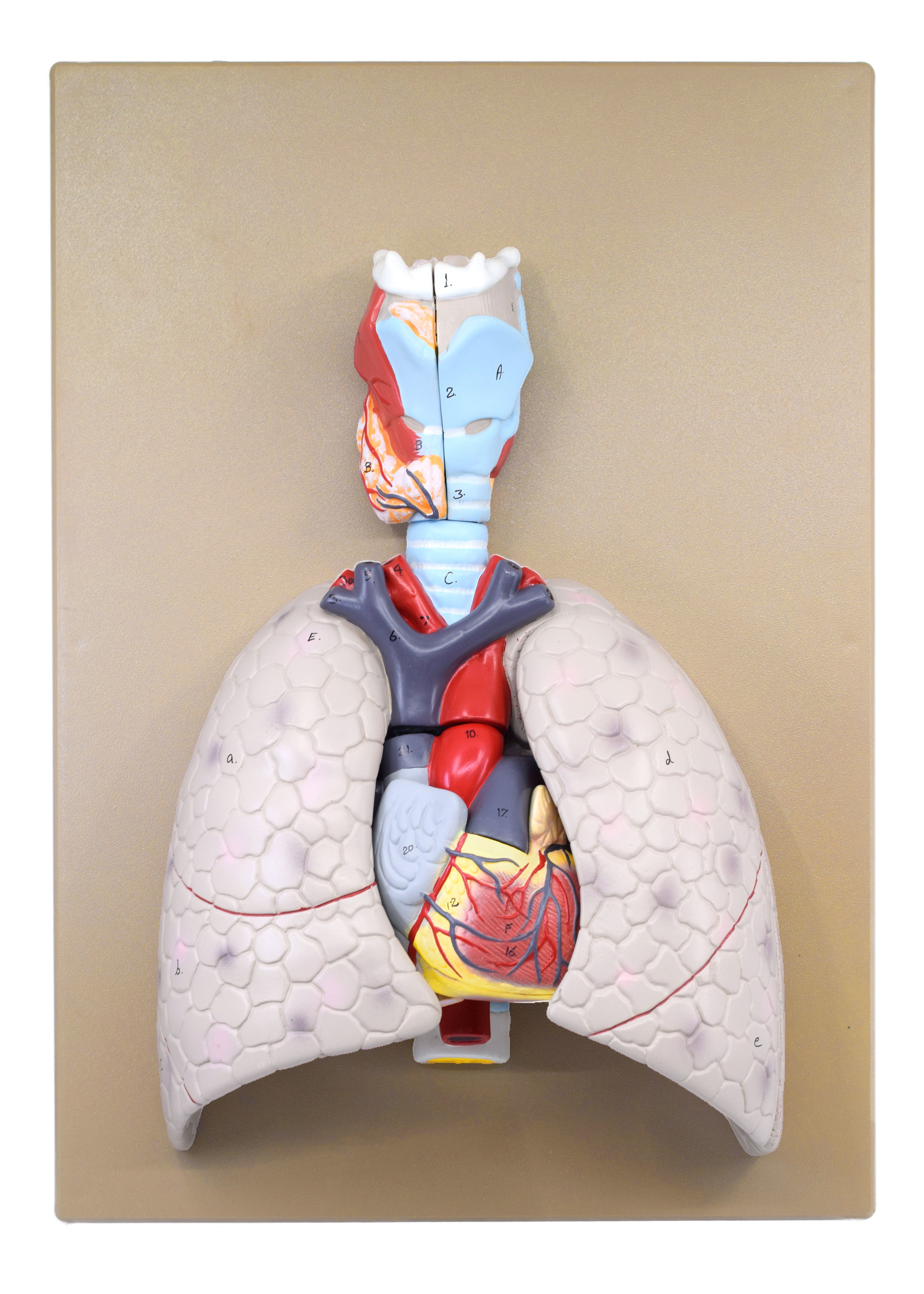 Human Heart and Lung Model with Removable Heart, 16.5"