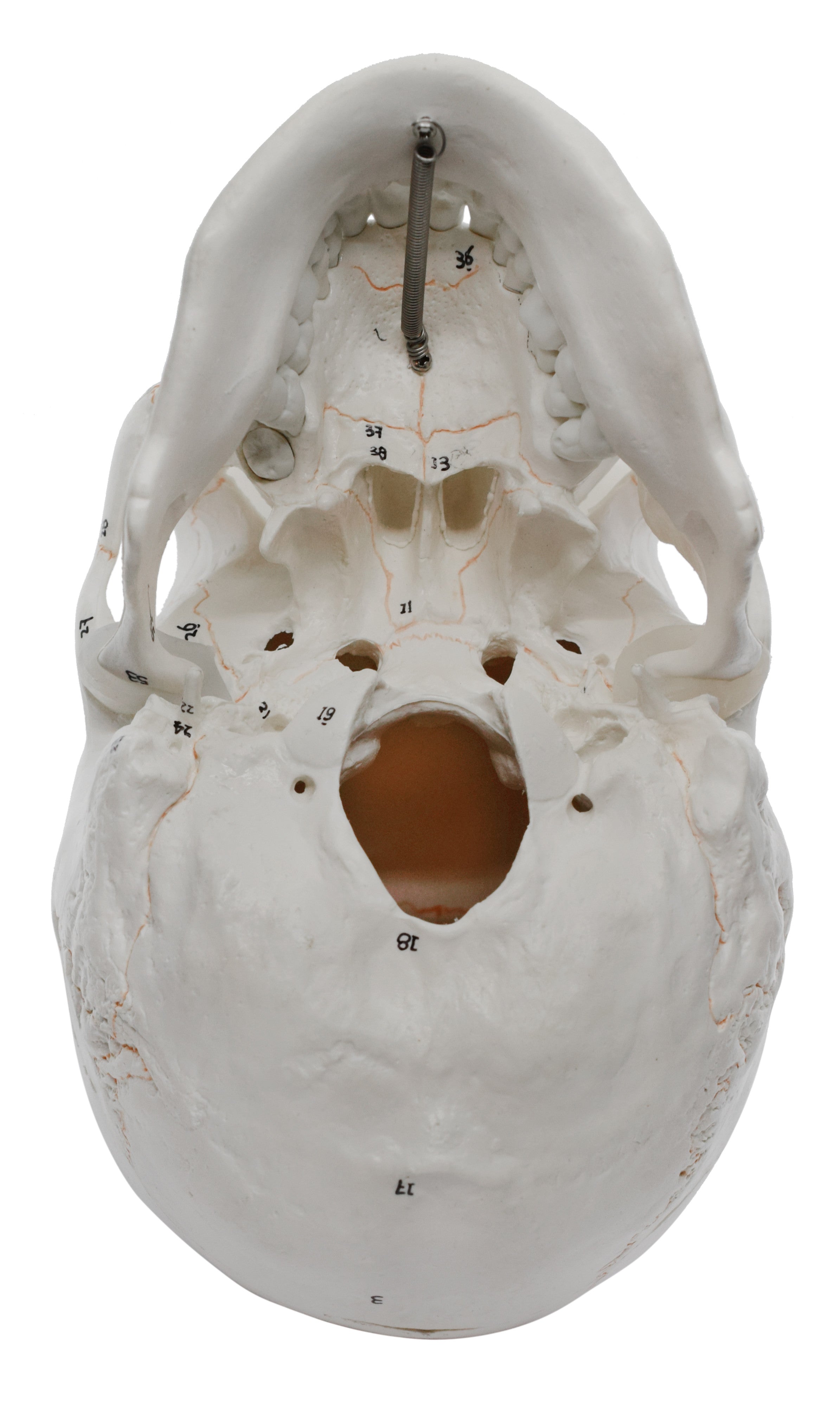 Numbered 3-Part Human Skull Model with Painted Sutures