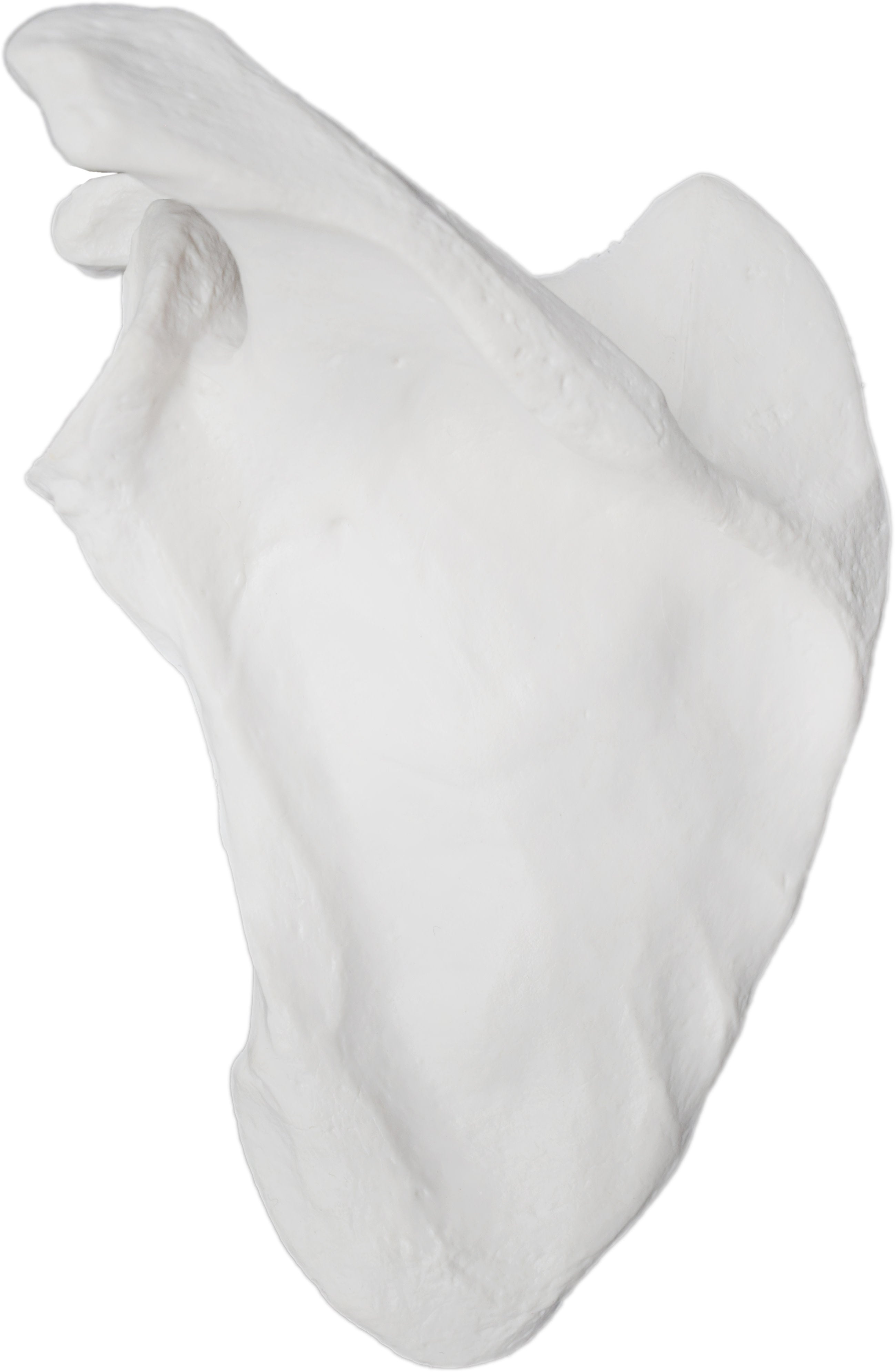 Human Scapula Bone Anatomical Model, Left