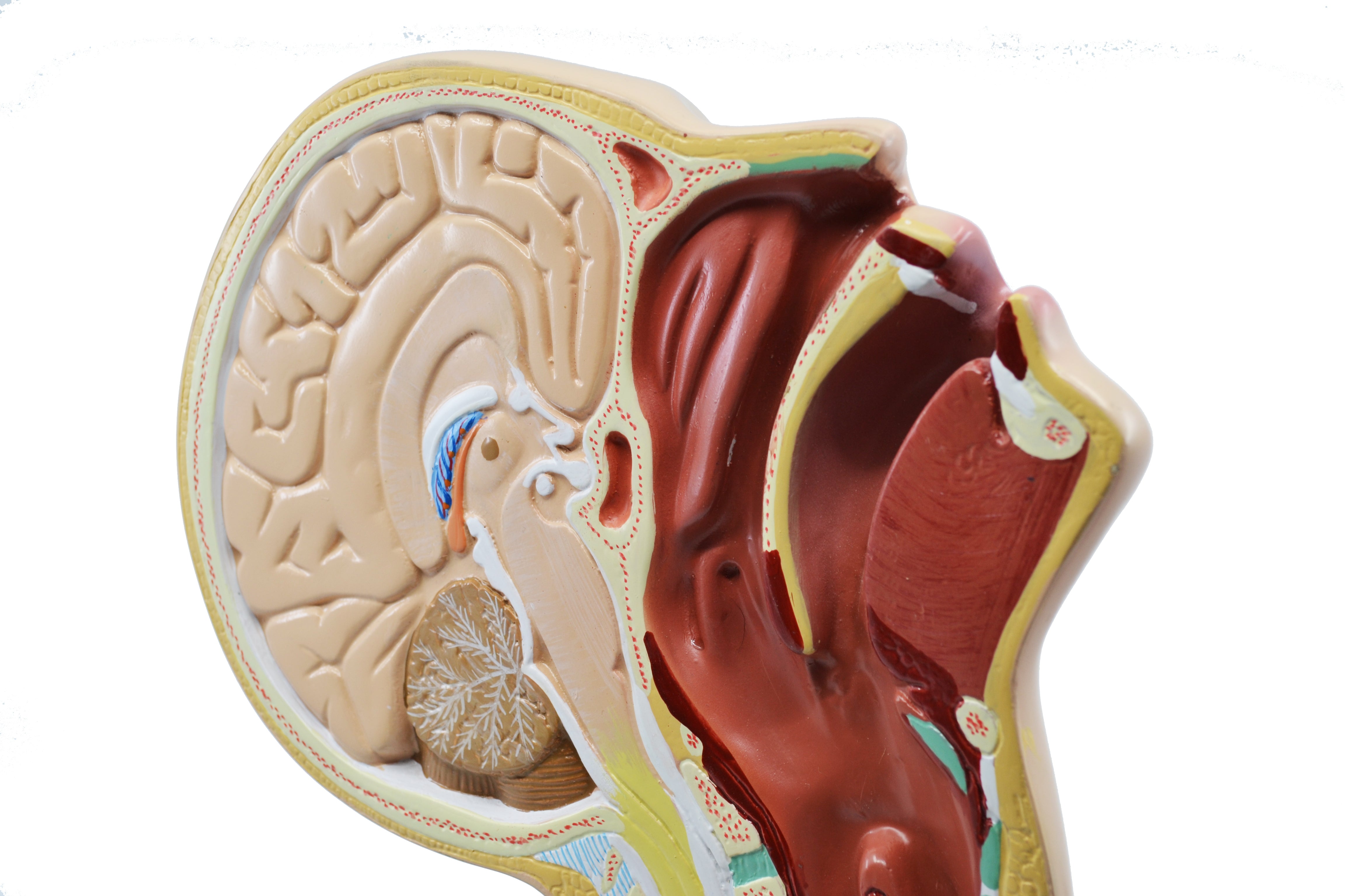 Nasal Swab Training Model