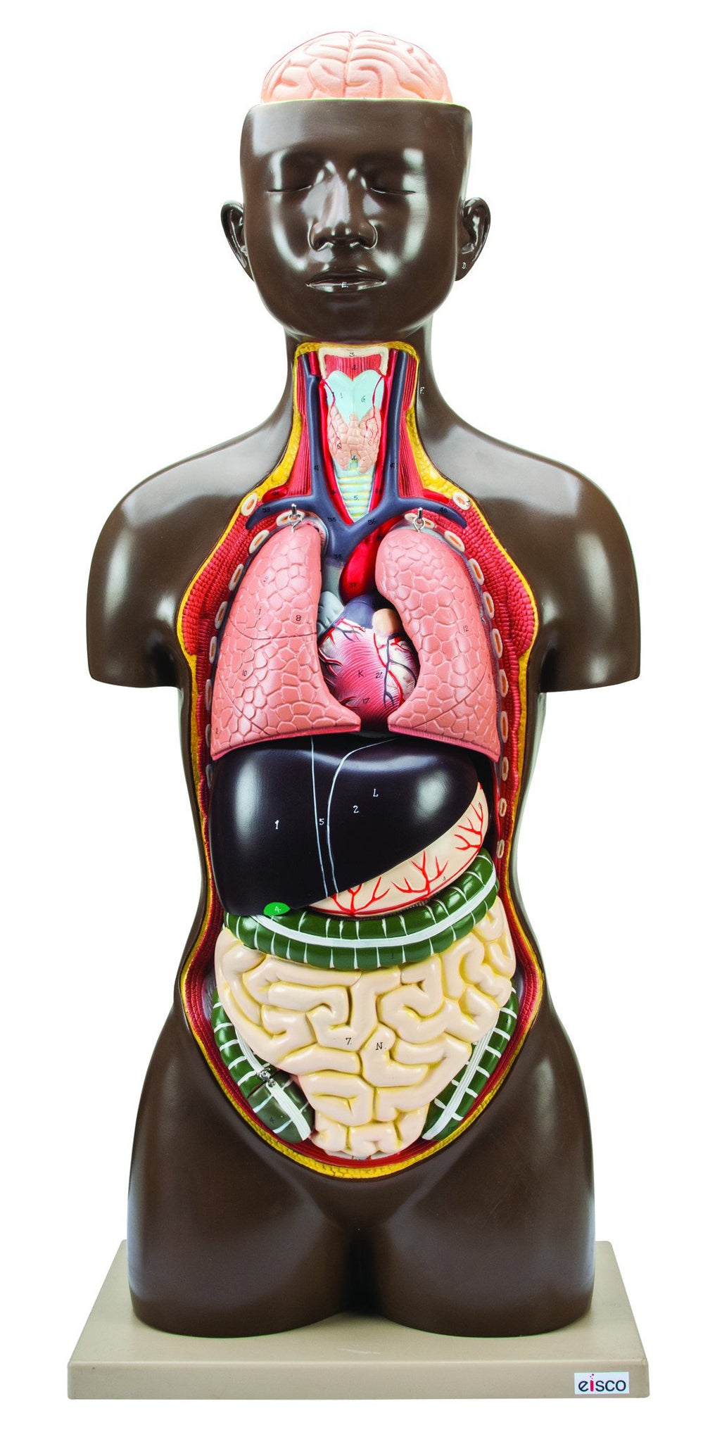 Life-Size Sexless Human Torso Model, 13-Part, Light Complexion