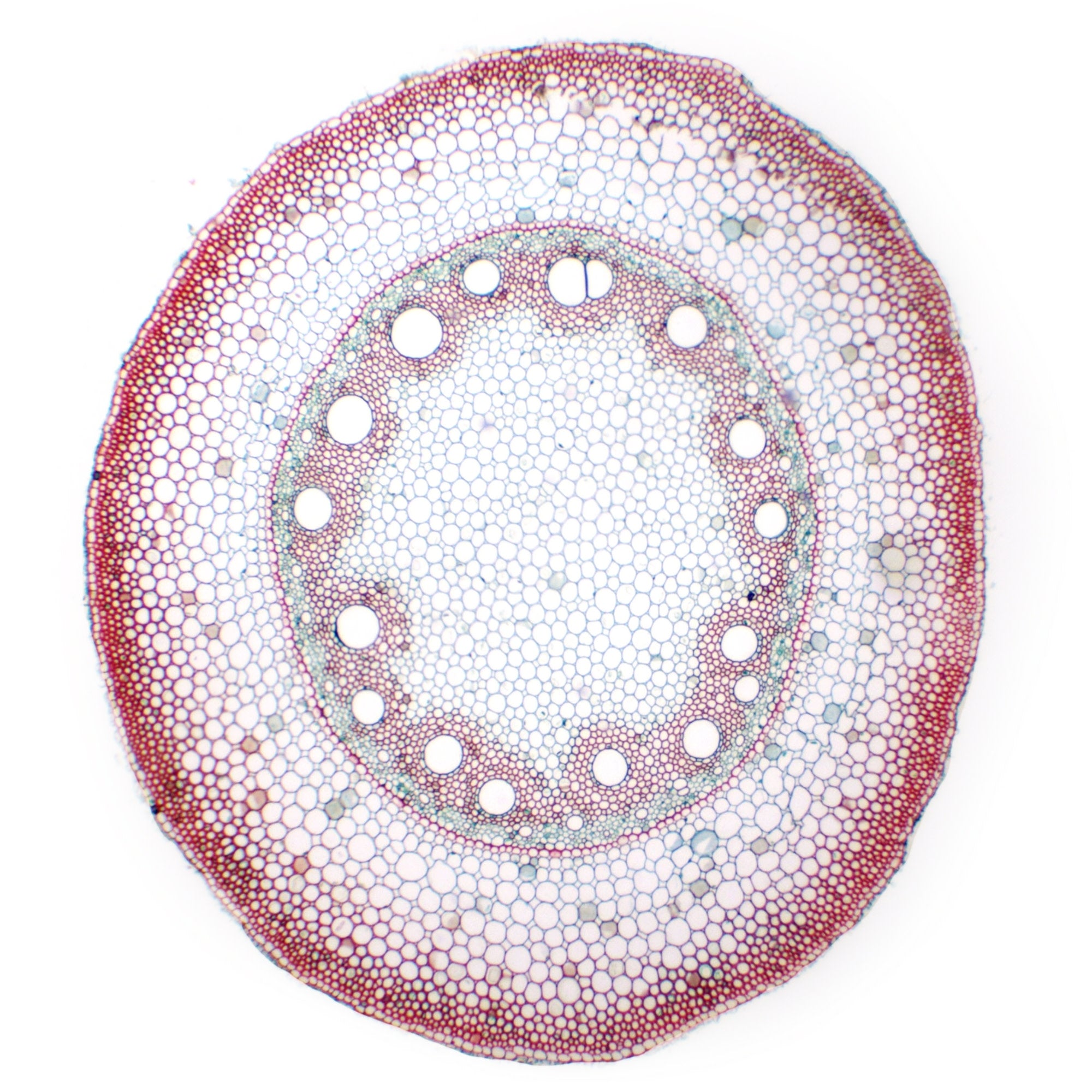 Monocot Root Cross Section Prepared Microscope Slide