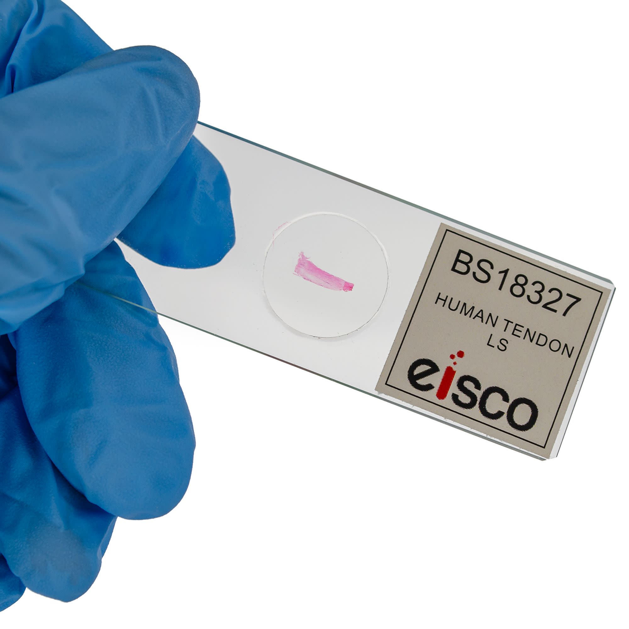Human Tendon Longitudinal Section Prepared Microscope Slide