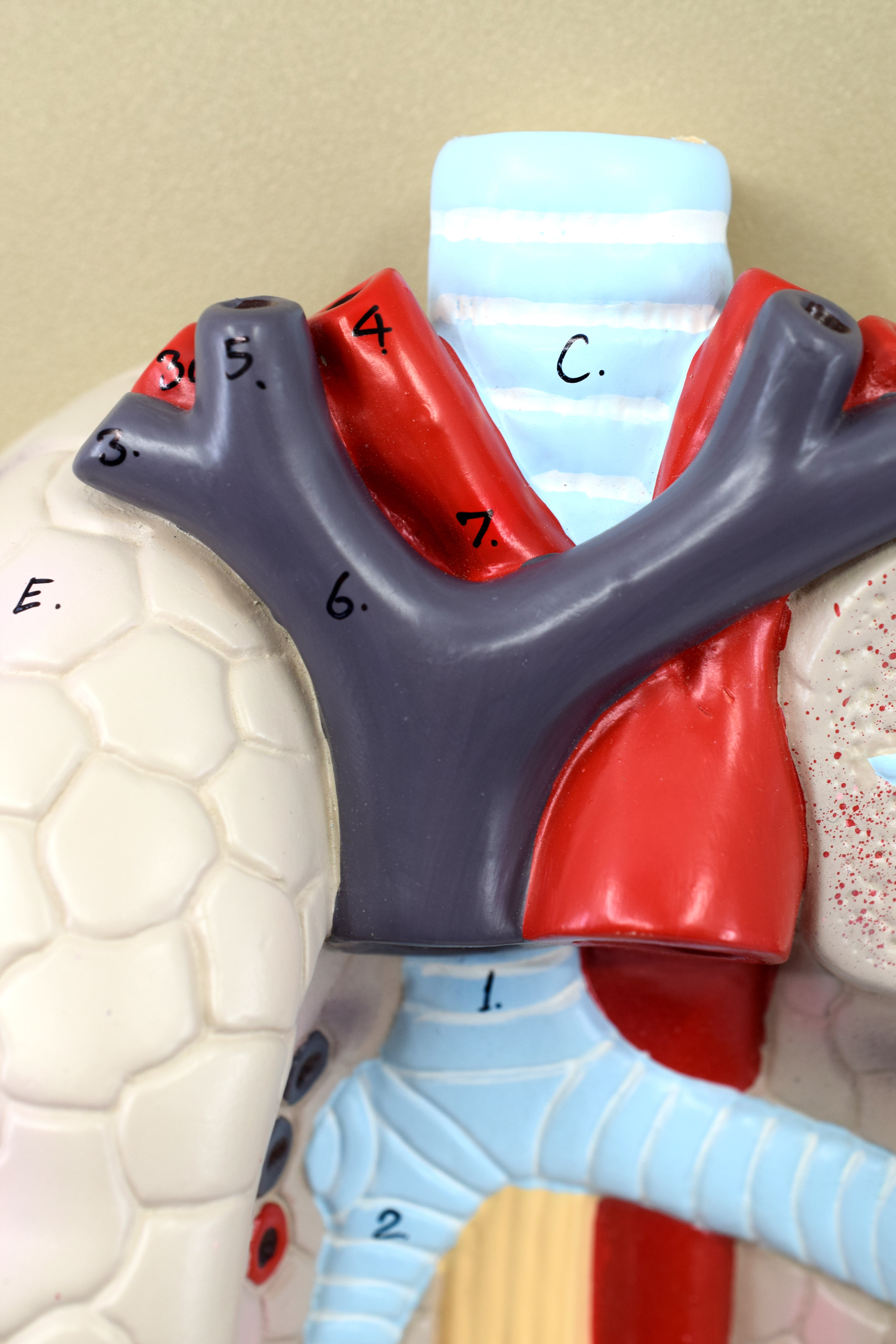 Human Heart and Lung Model with Removable Heart, 16.5"