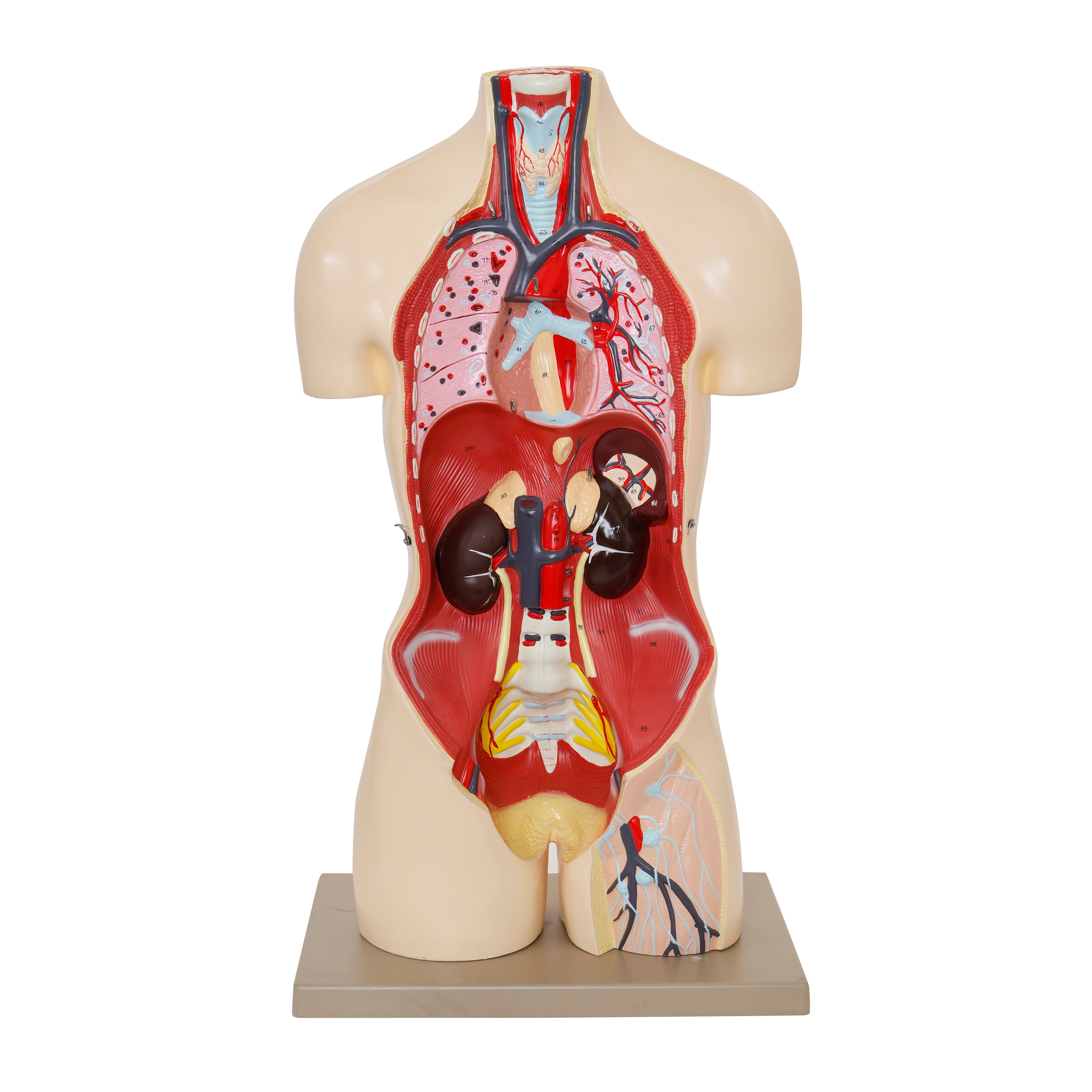 Life-Size Dual-Sex Human Torso Model with Reproductive Organs, 34" Tall, 28-Part