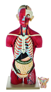 Life-Size Full Muscular Torso Model with Dual Sex Organs, 20-Part