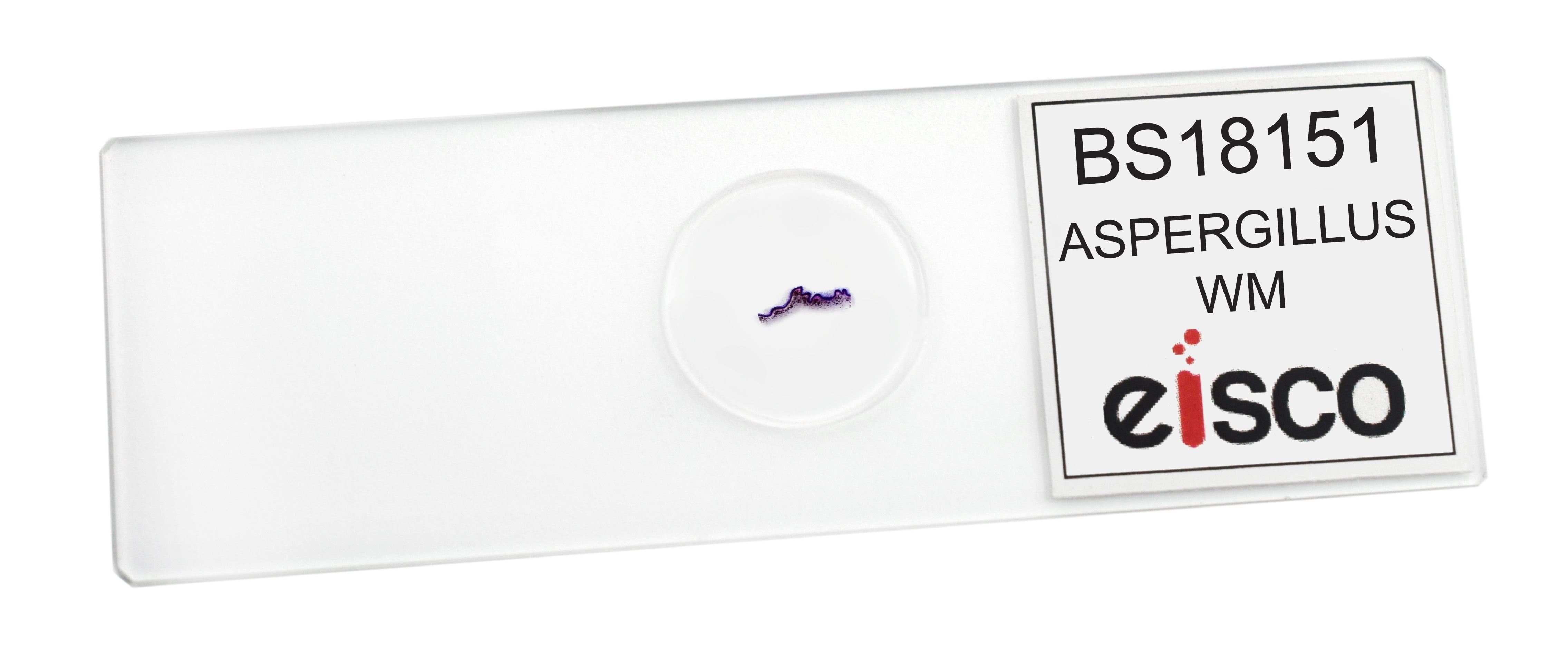 Aspergillus (Brown Mold) Wholemount Prepared Microscope Slide