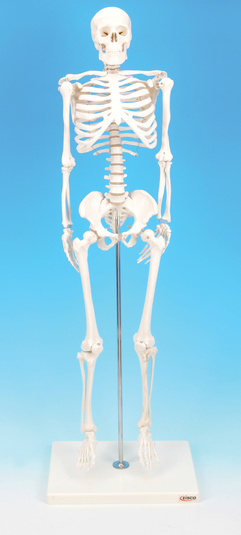 Miniature Human Skeleton Model, 32cm Tall