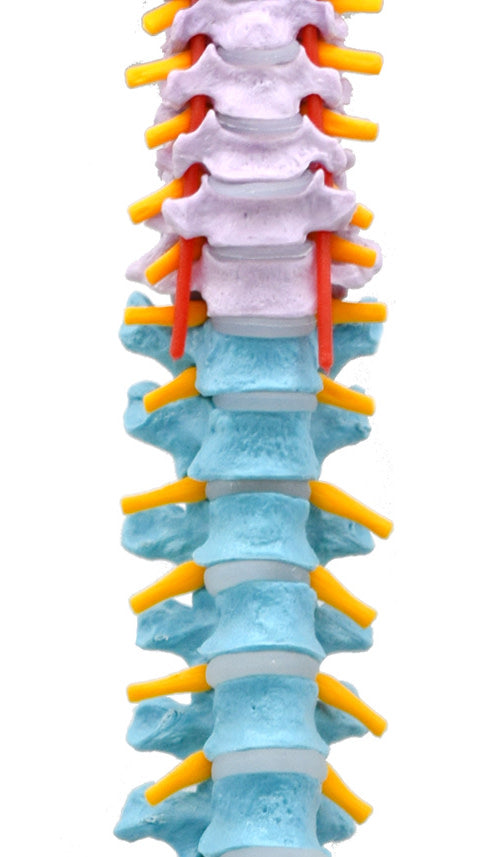 Color-Coded Flexible Human Spine and Pelvis Anatomical Model, 31.5 inch