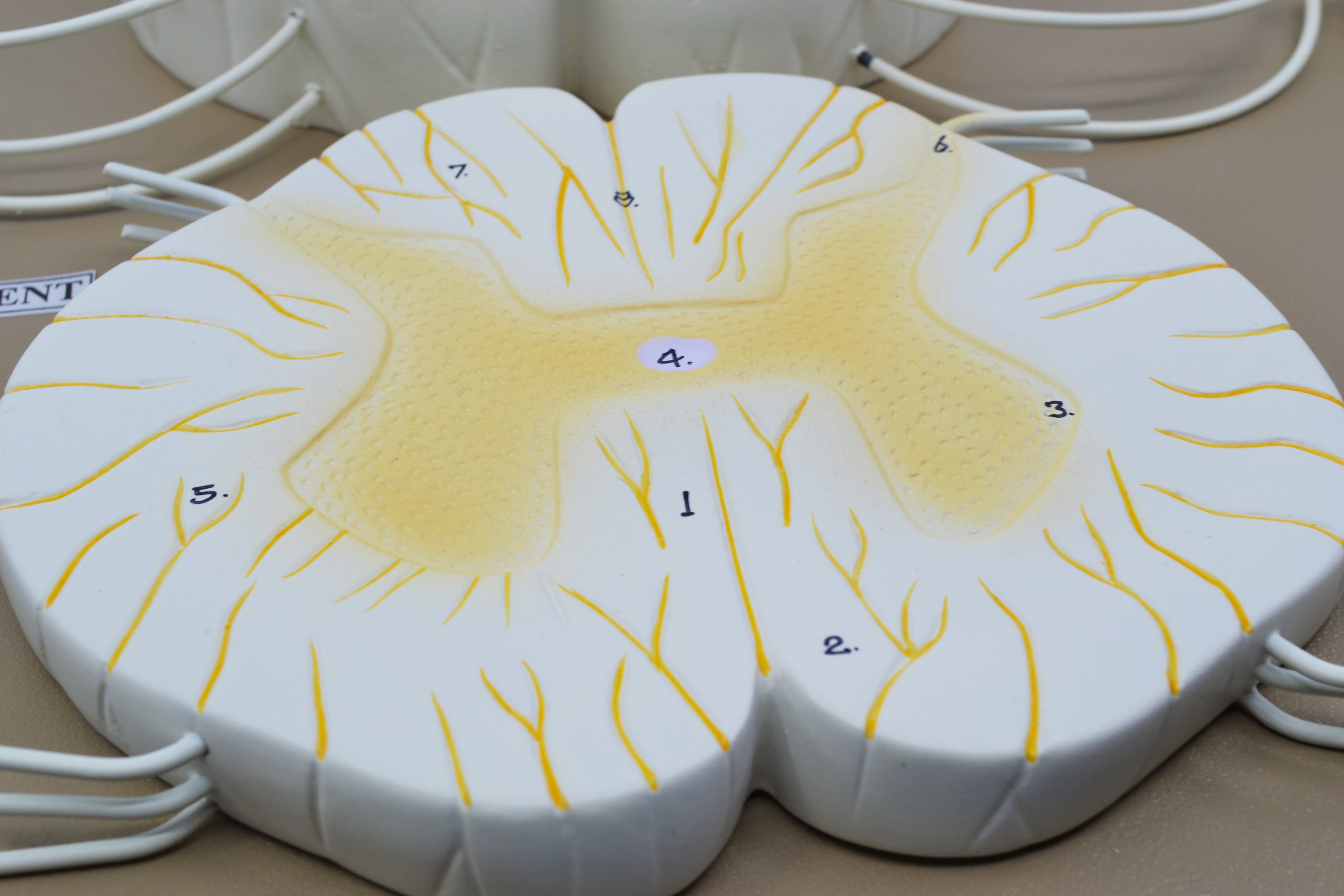 Spinal Cord Model with Nerve Branches, 17", 10X Enlarged