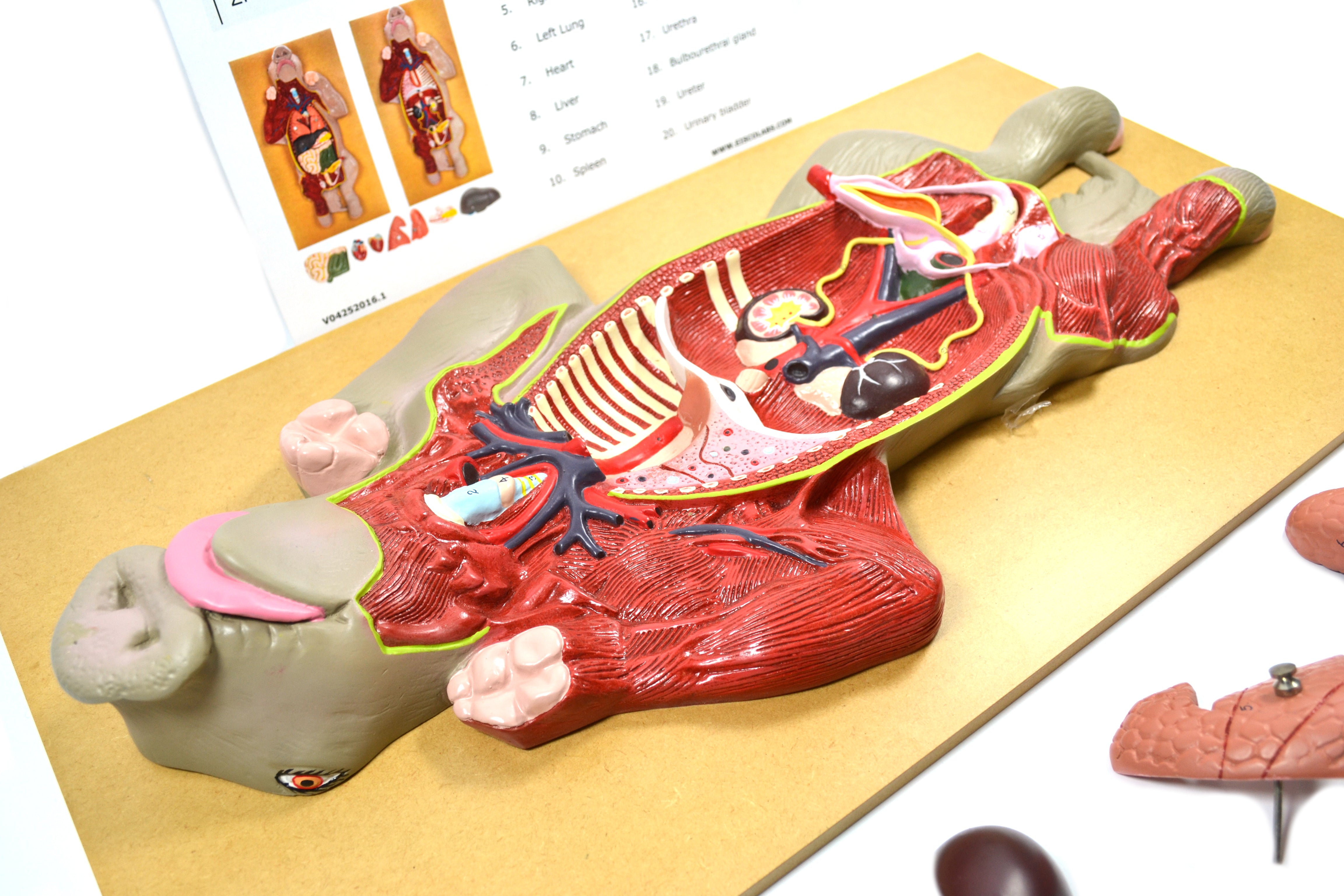 Premium Pig Dissection Anatomical Model