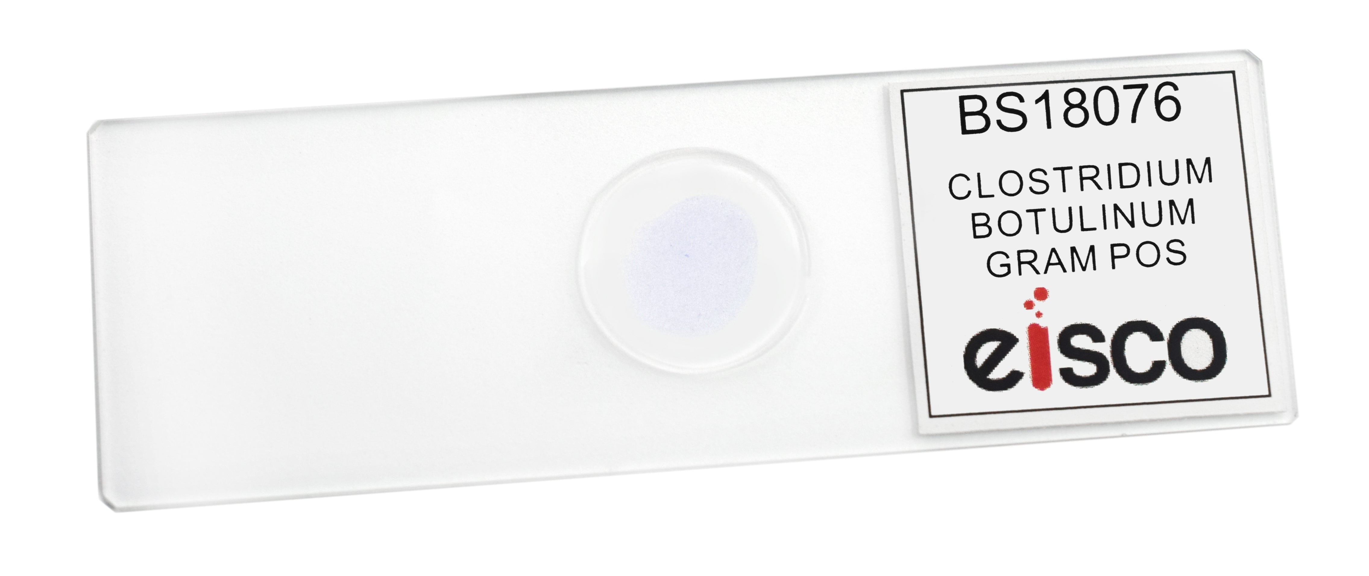 Clostridium Botulinum Gram Positive Prepared Microscope Slide
