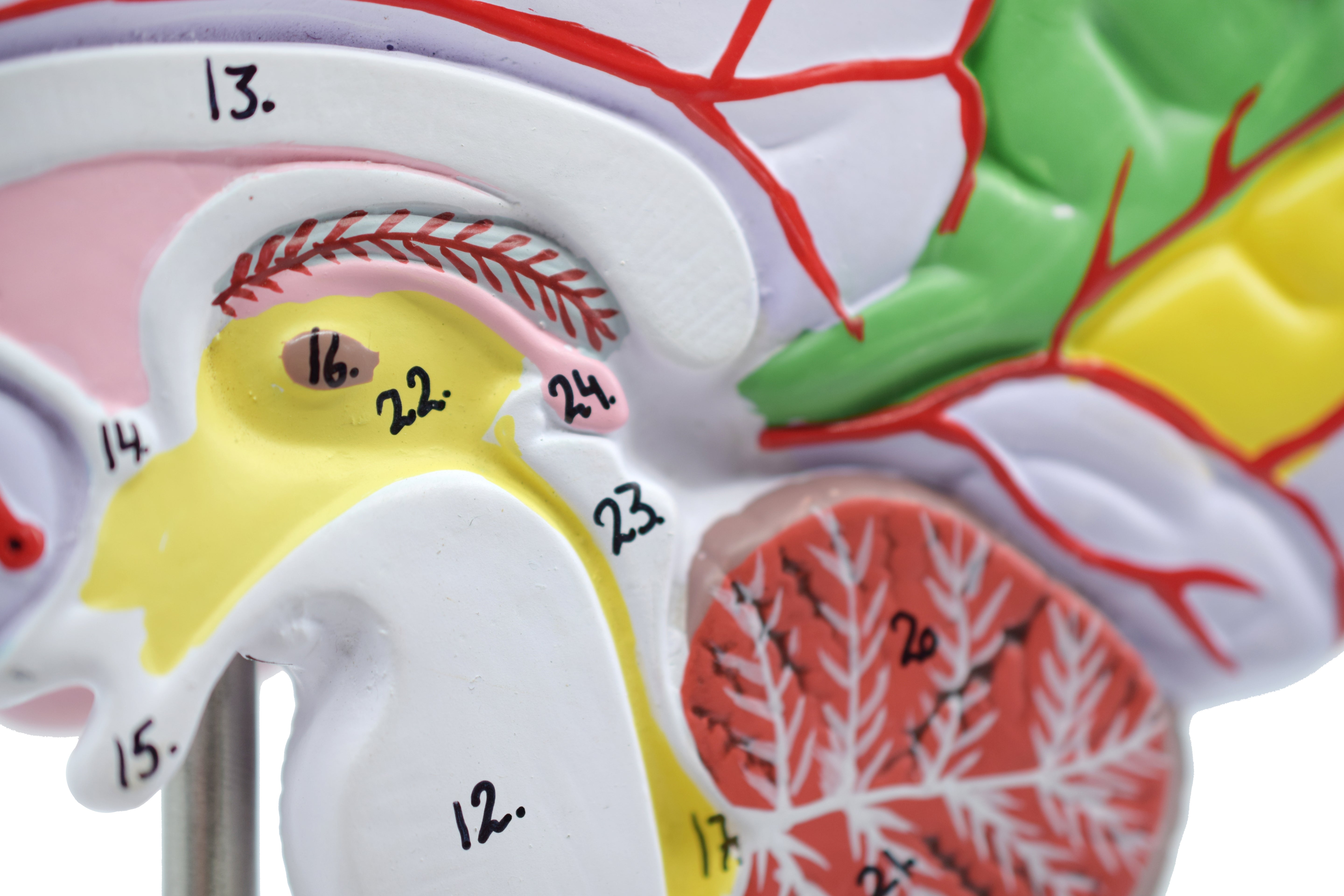 Life-Size Half Brain Cross-Section Model, Color-Coded with Mount