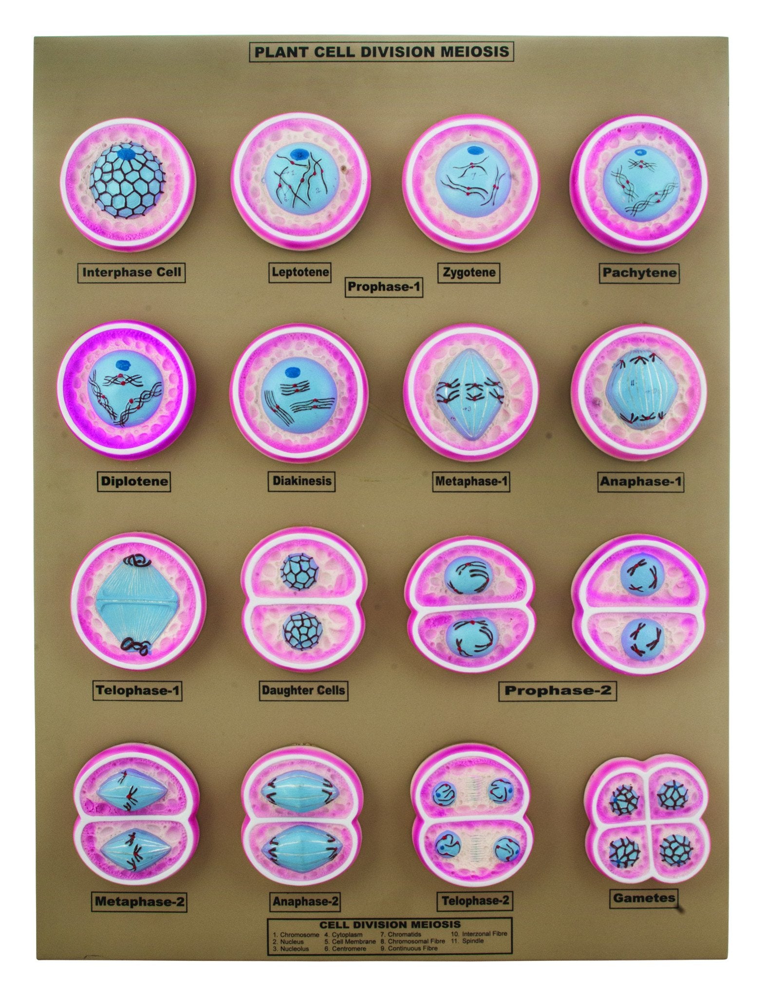 16-Stage Plant Cell Division (Meiosis) Model, 24 x 18" Base
