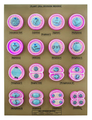16-Stage Plant Cell Division (Meiosis) Model, 24 x 18" Base