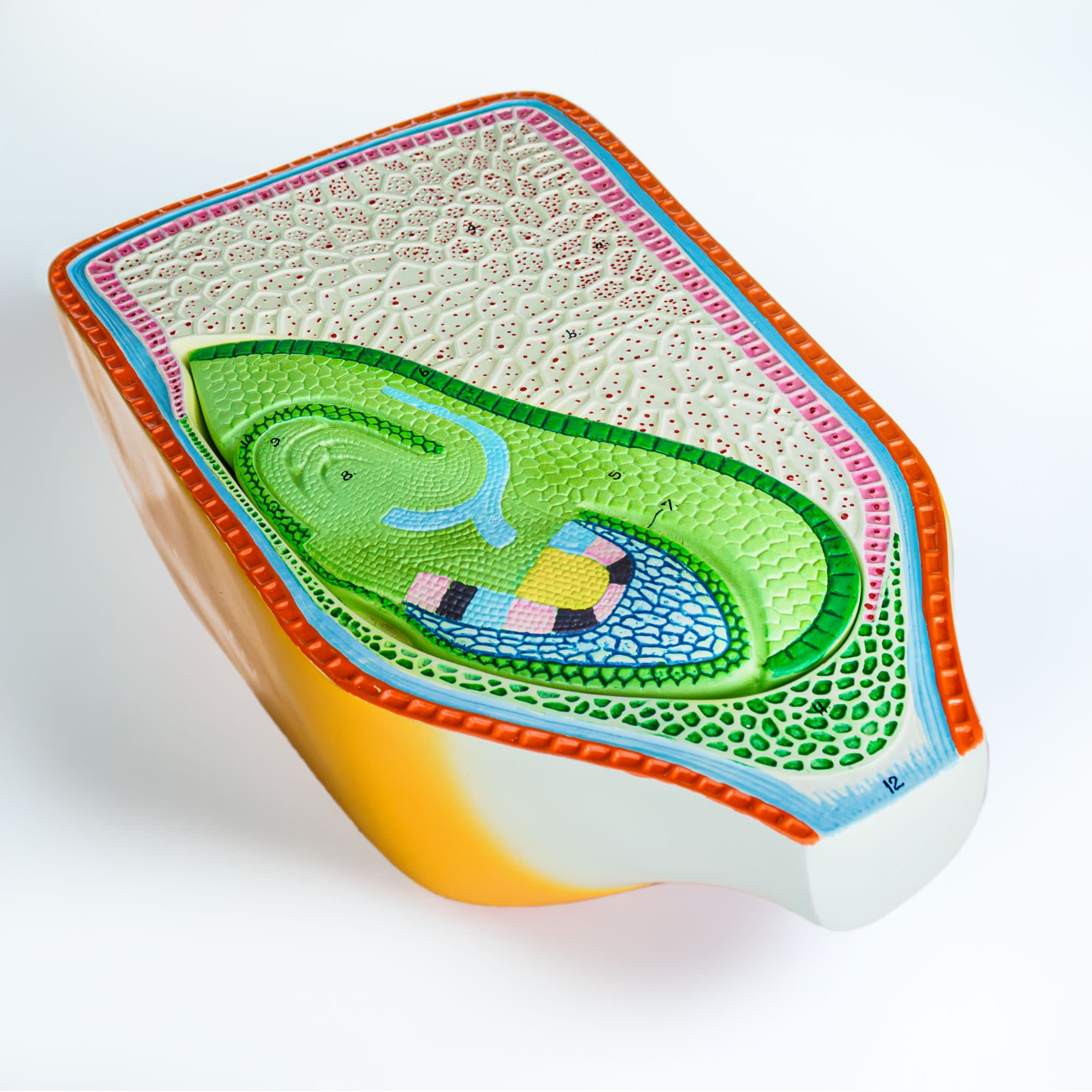 2-Part Corn Seed Model for Plant Anatomy