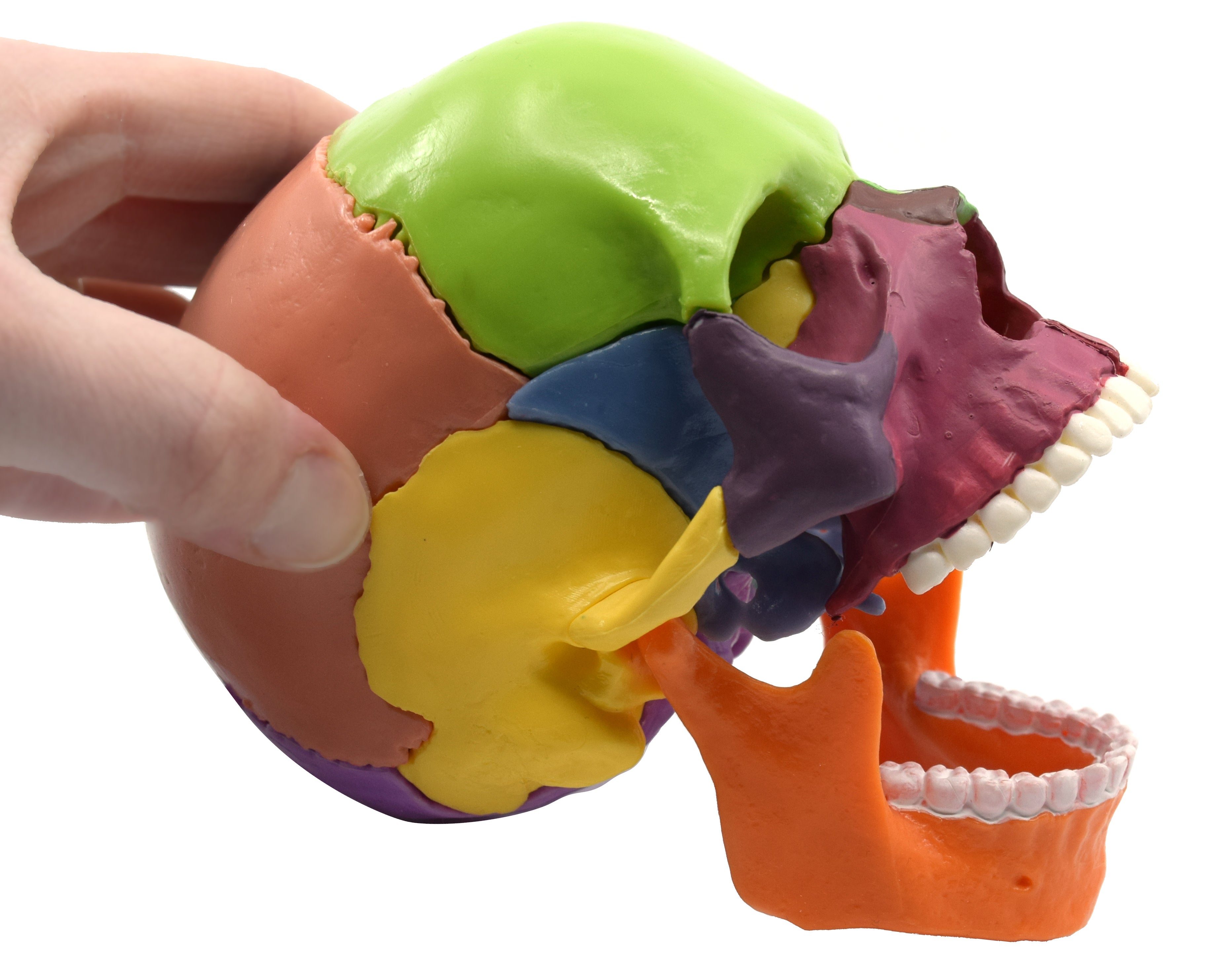 Didactic Miniature Skull Model, Painted Multi-Color, 15-Piece, 1/2 Natural Size