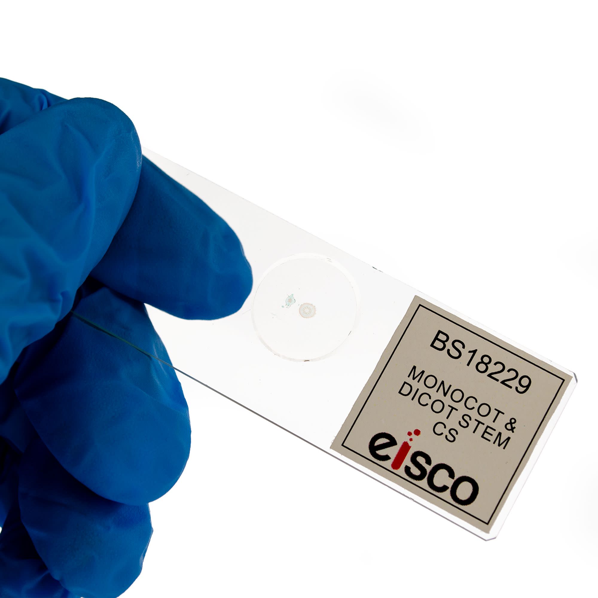 Monocot and Dicot Root Comparison Prepared Microscope Slide