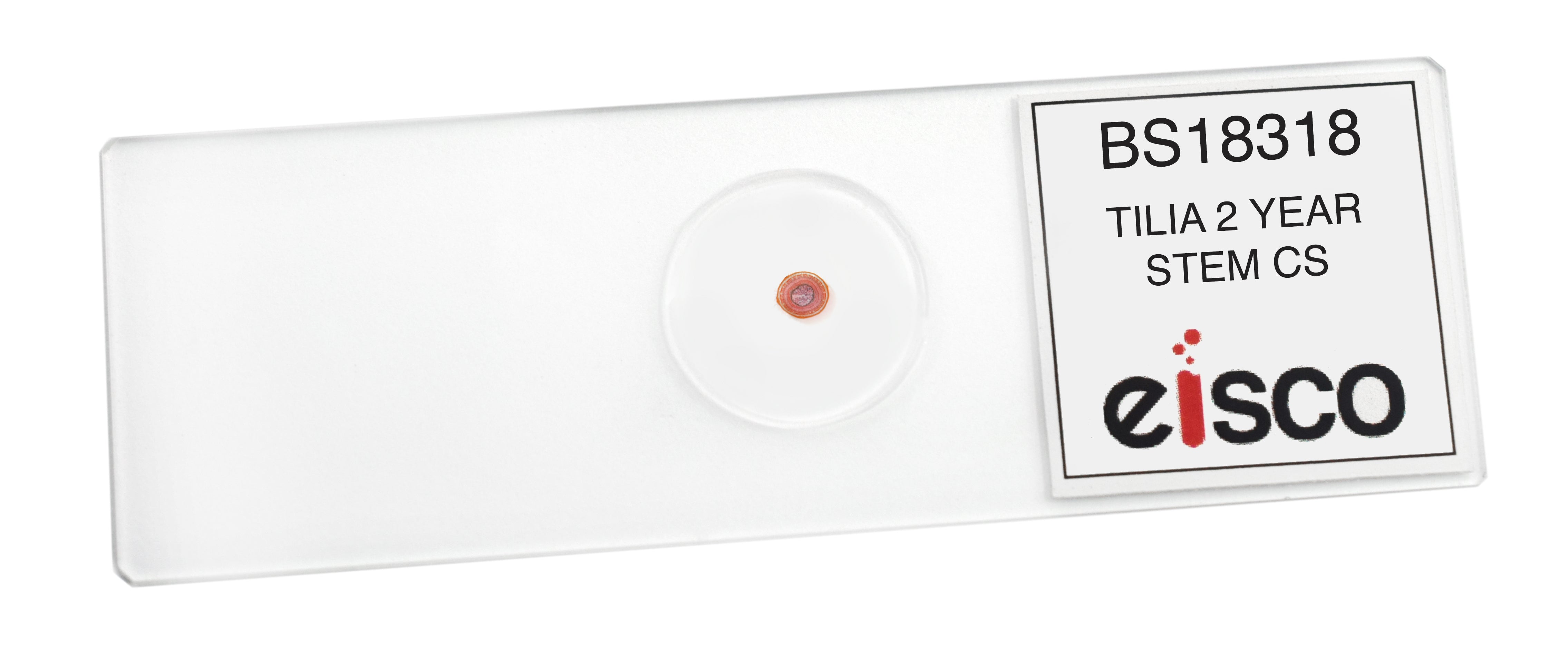 Tilia 2-Year Stem Cross-Section Prepared Microscope Slide