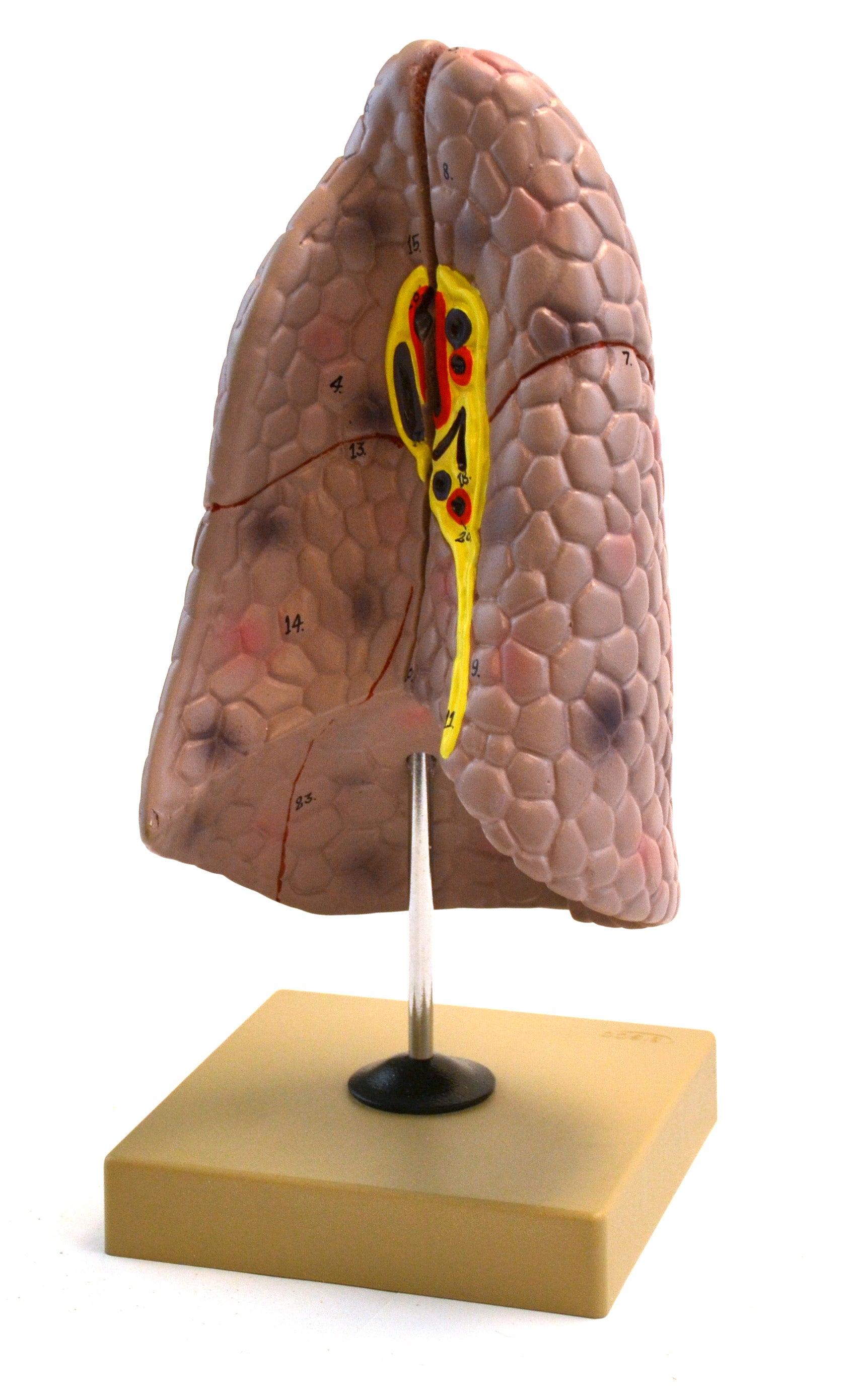 Right Lung Anatomical Model, Life Size, 2-Part, 10"