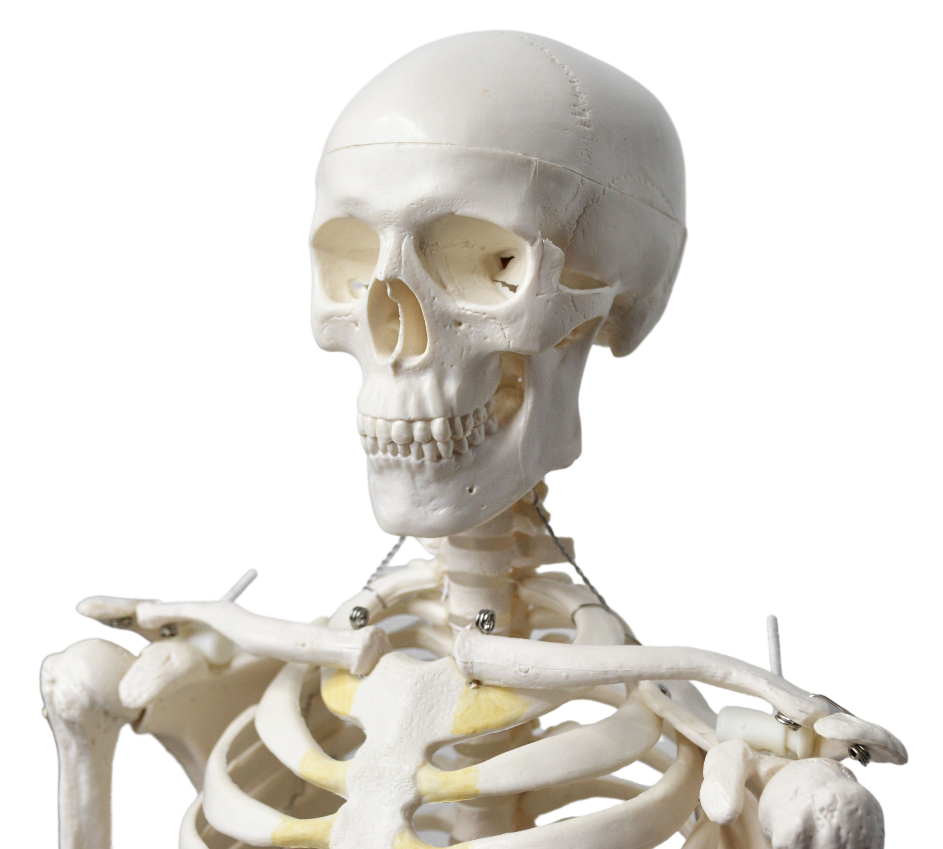 Half-Size Human Skeleton Model with Articulated Mandible, Rod-Mounted