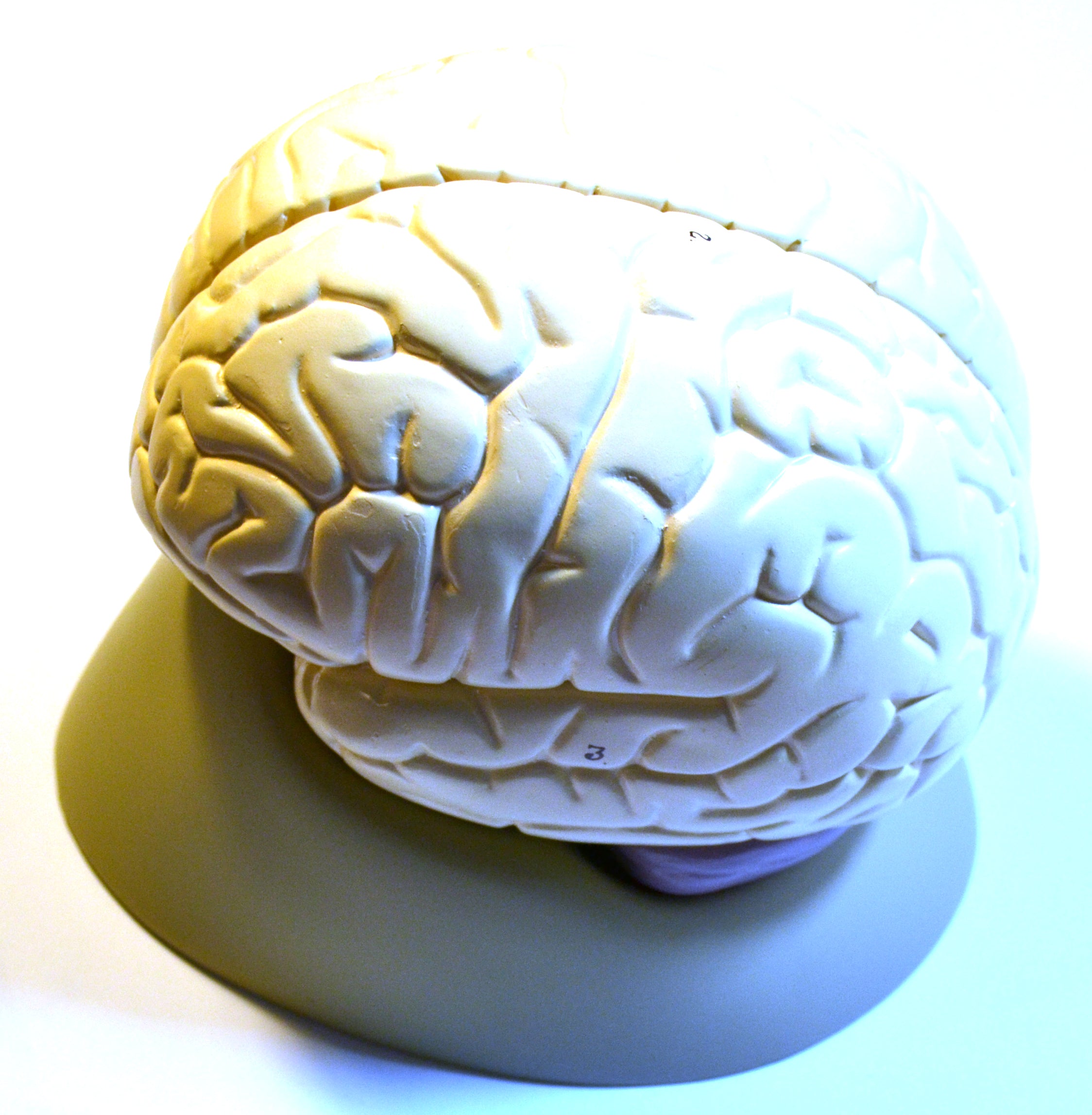 Detailed 2-Part Human Brain Model, 6.5 x 6.5"