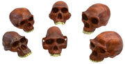 Prehistoric Hominin Skull Replica Set, 6-Piece