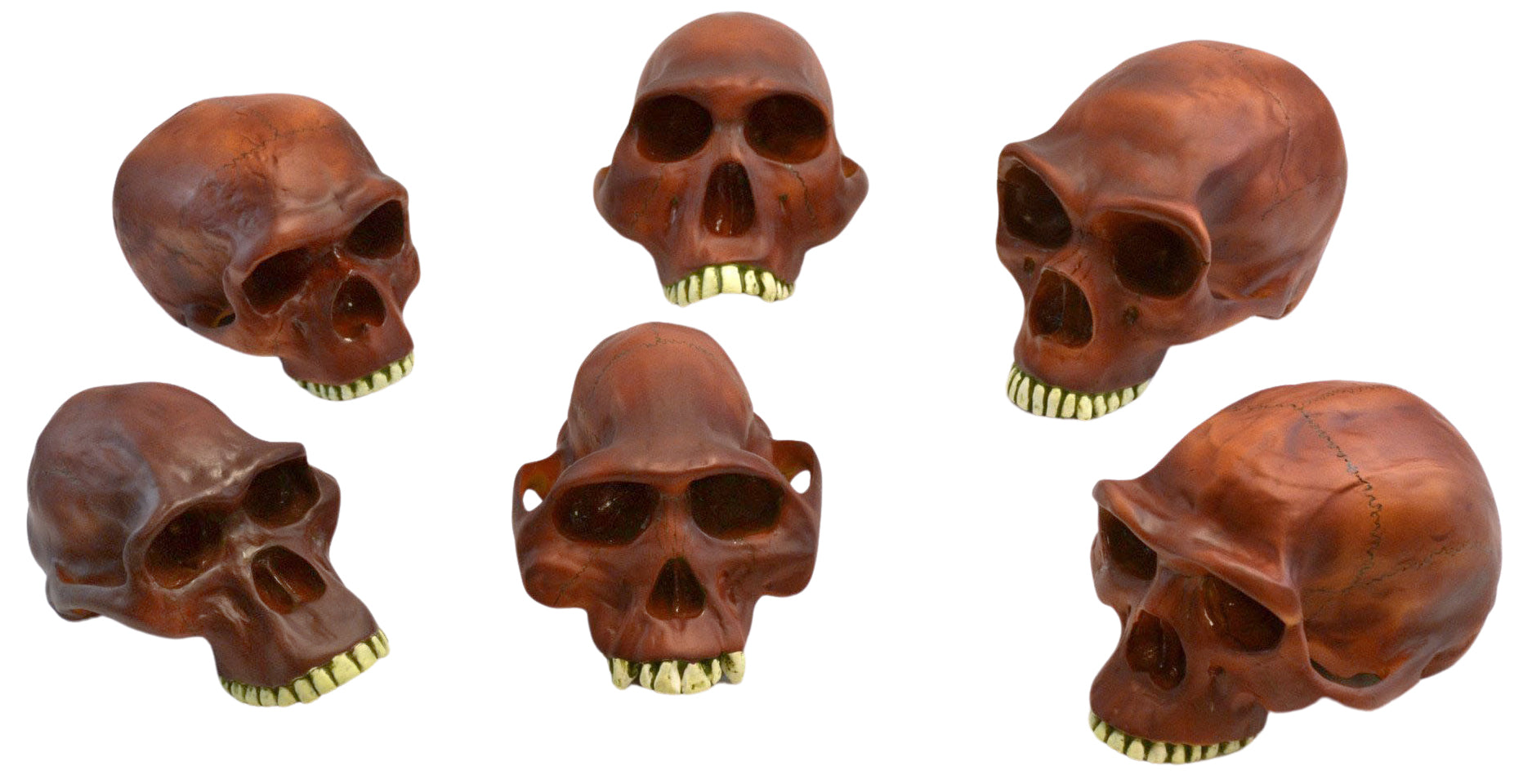 Prehistoric Hominin Skull Replica Set, 6-Piece
