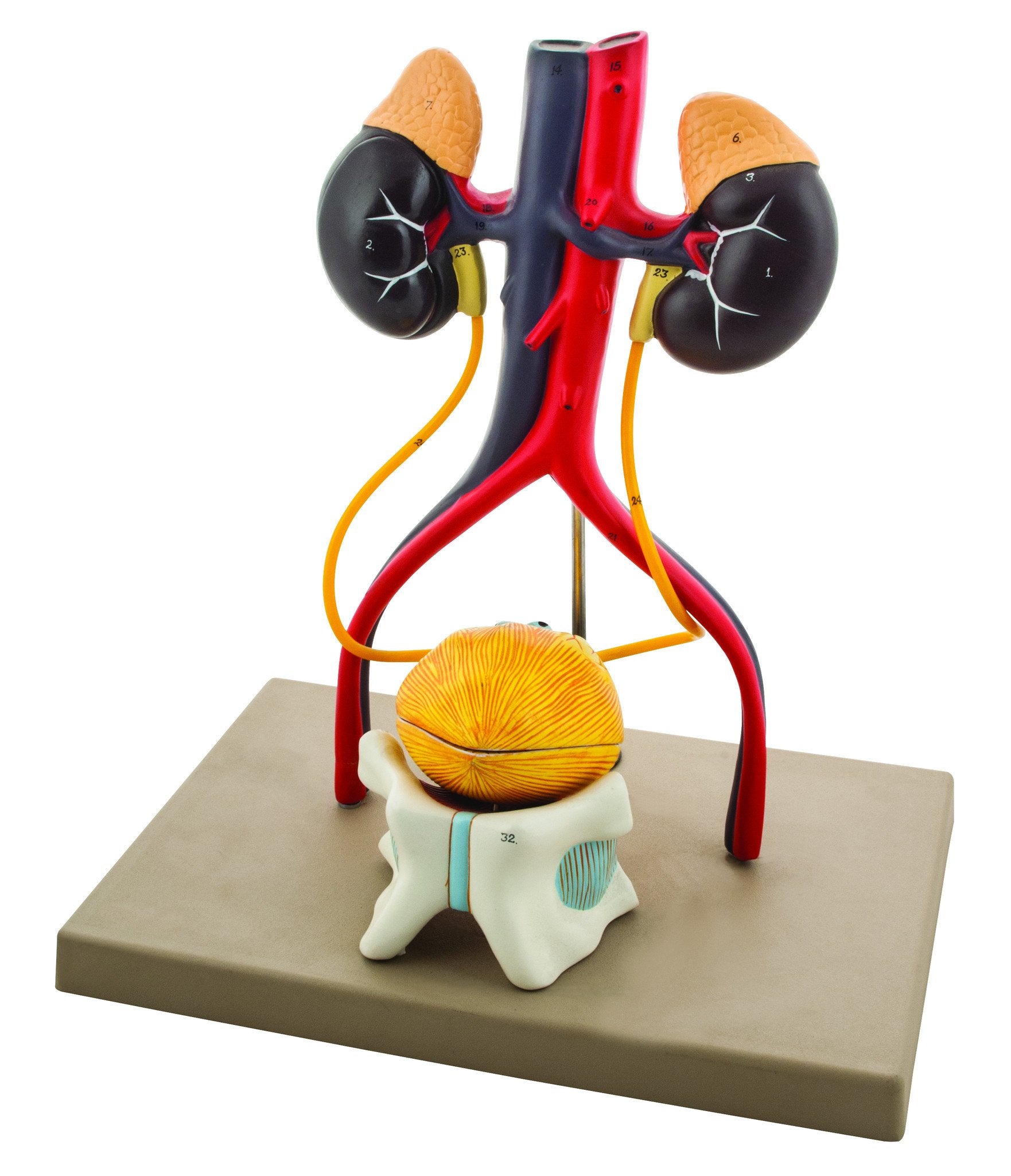 Male Urinary System Model, Life Size, 15" Tall, Free Standing