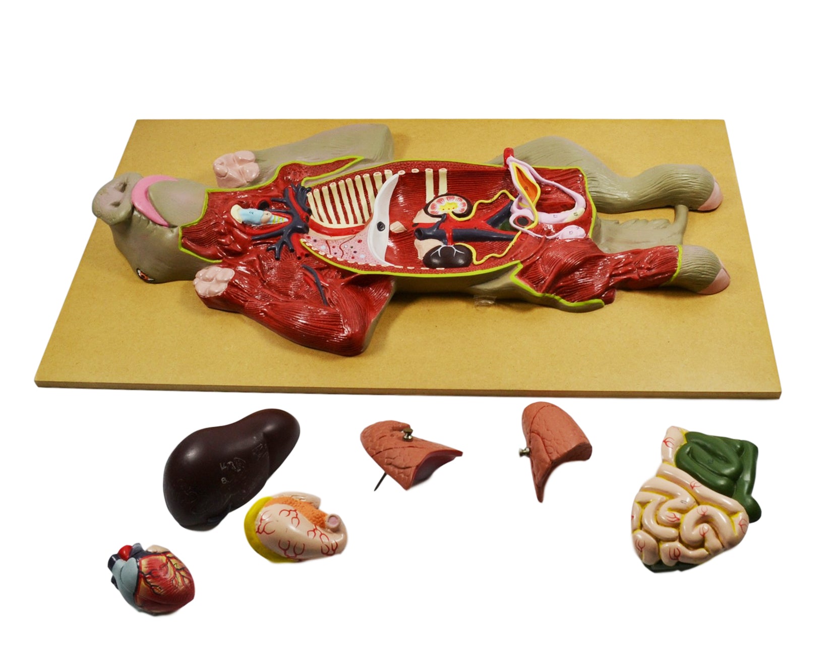 Premium Pig Dissection Anatomical Model