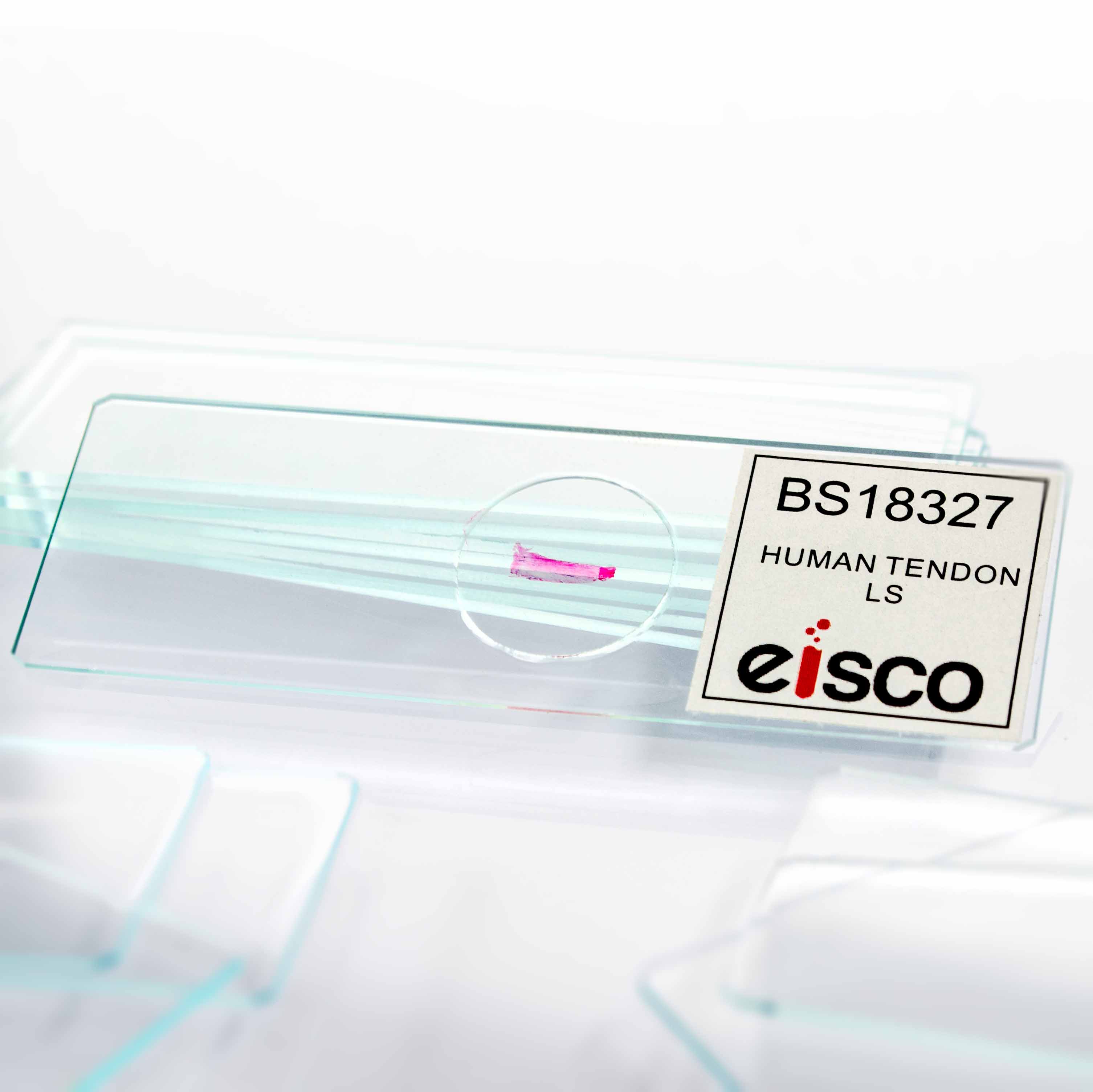 Human Tendon Longitudinal Section Prepared Microscope Slide