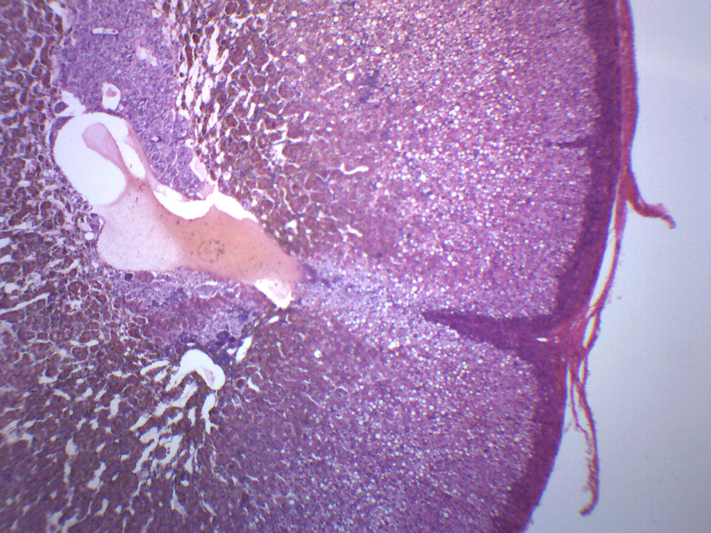 Adrenal Gland Prepared Microscope Slide