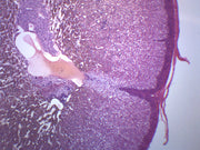 Adrenal Gland Prepared Microscope Slide