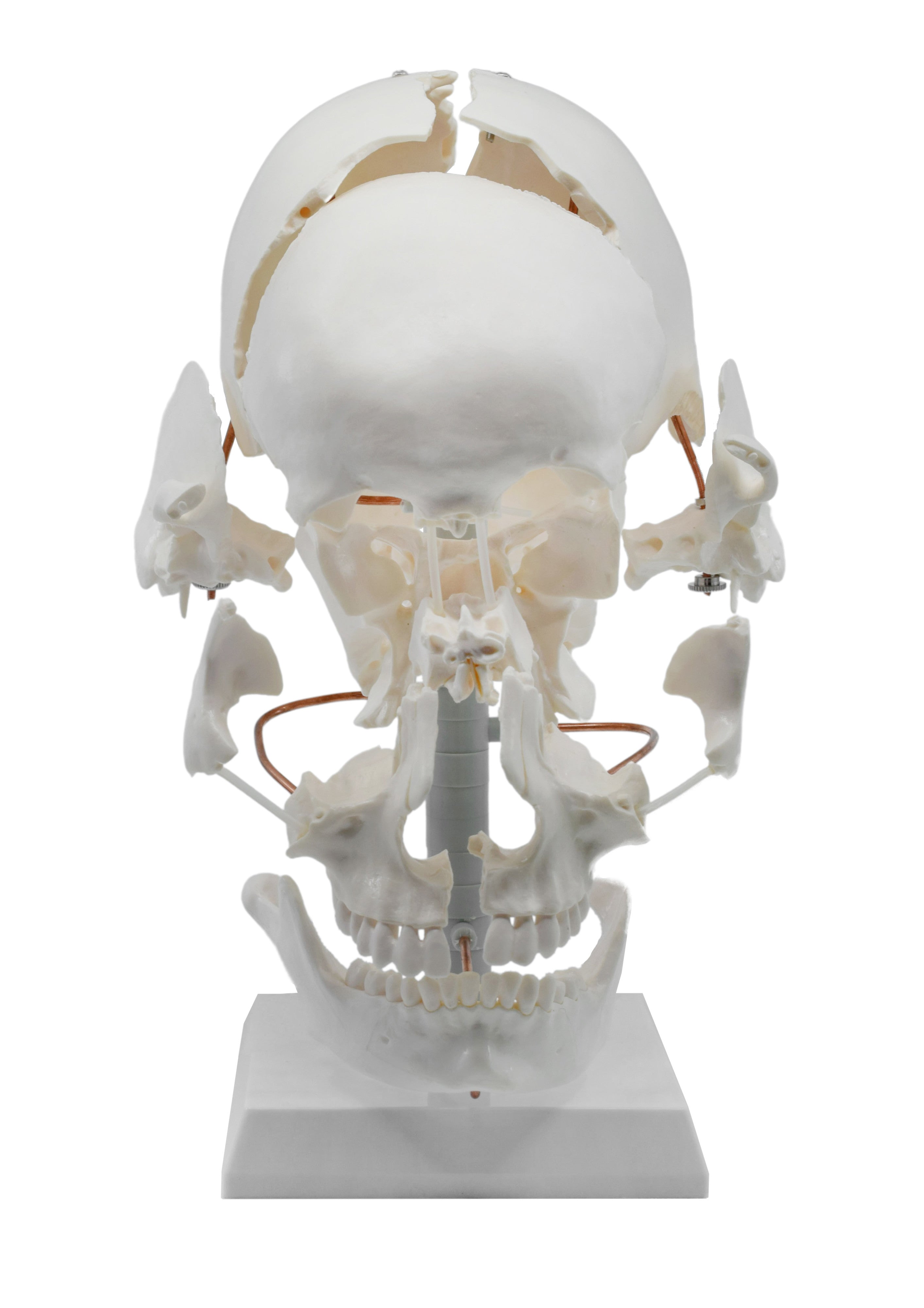 Beauchene Exploded Skull Model, Life Size, 13-Part on Articulated Stand