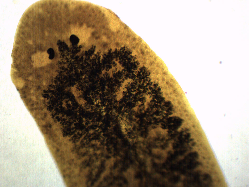 Carbon Fed Planaria Wholemount Prepared Microscope Slide