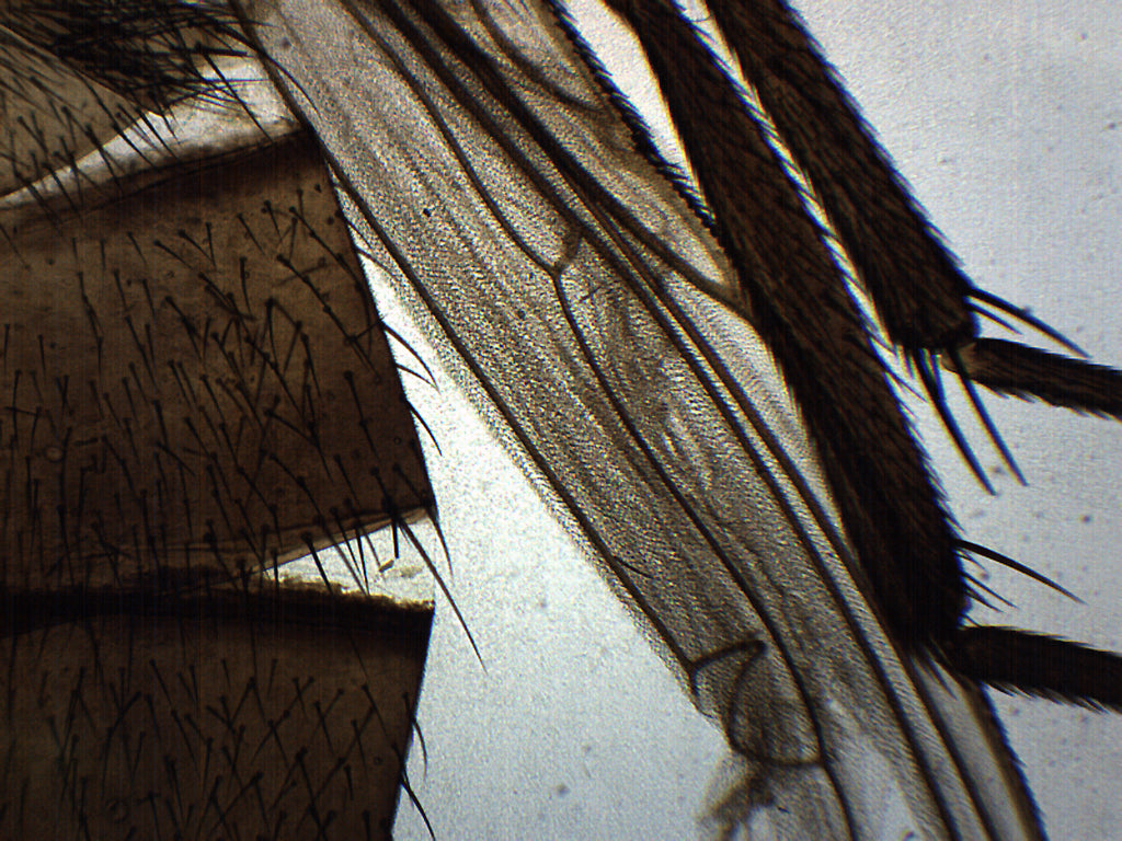 Musca Domestica Wholemount Prepared Microscope Slide