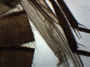 Musca Domestica Wholemount Prepared Microscope Slide